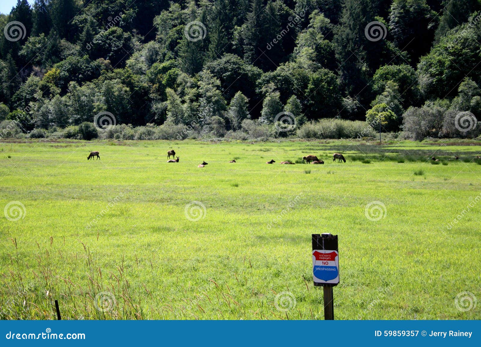 herd of roosevelt elk cows with no trespass sign