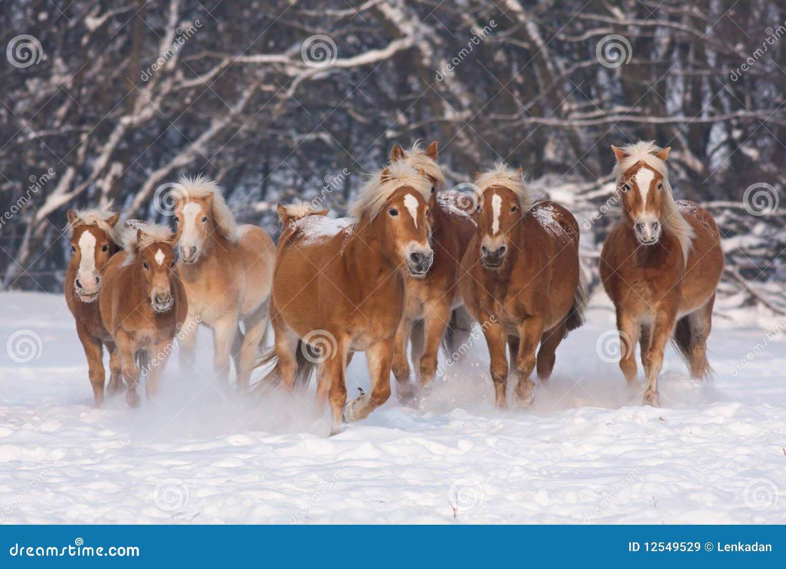 herd of running horses