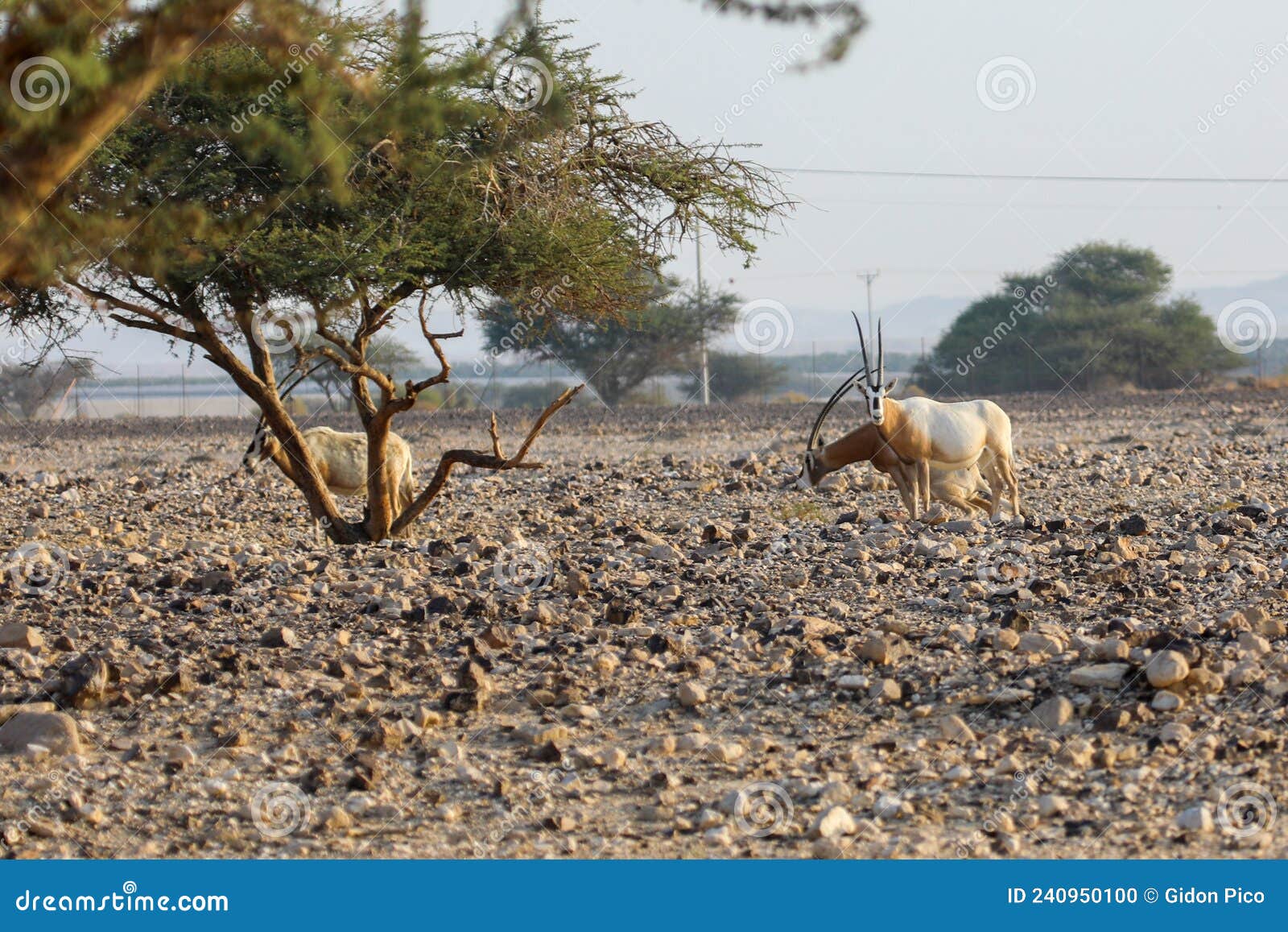 Herd of Scimitar Horned Oryx, Oryx Dammah, Walking Trough