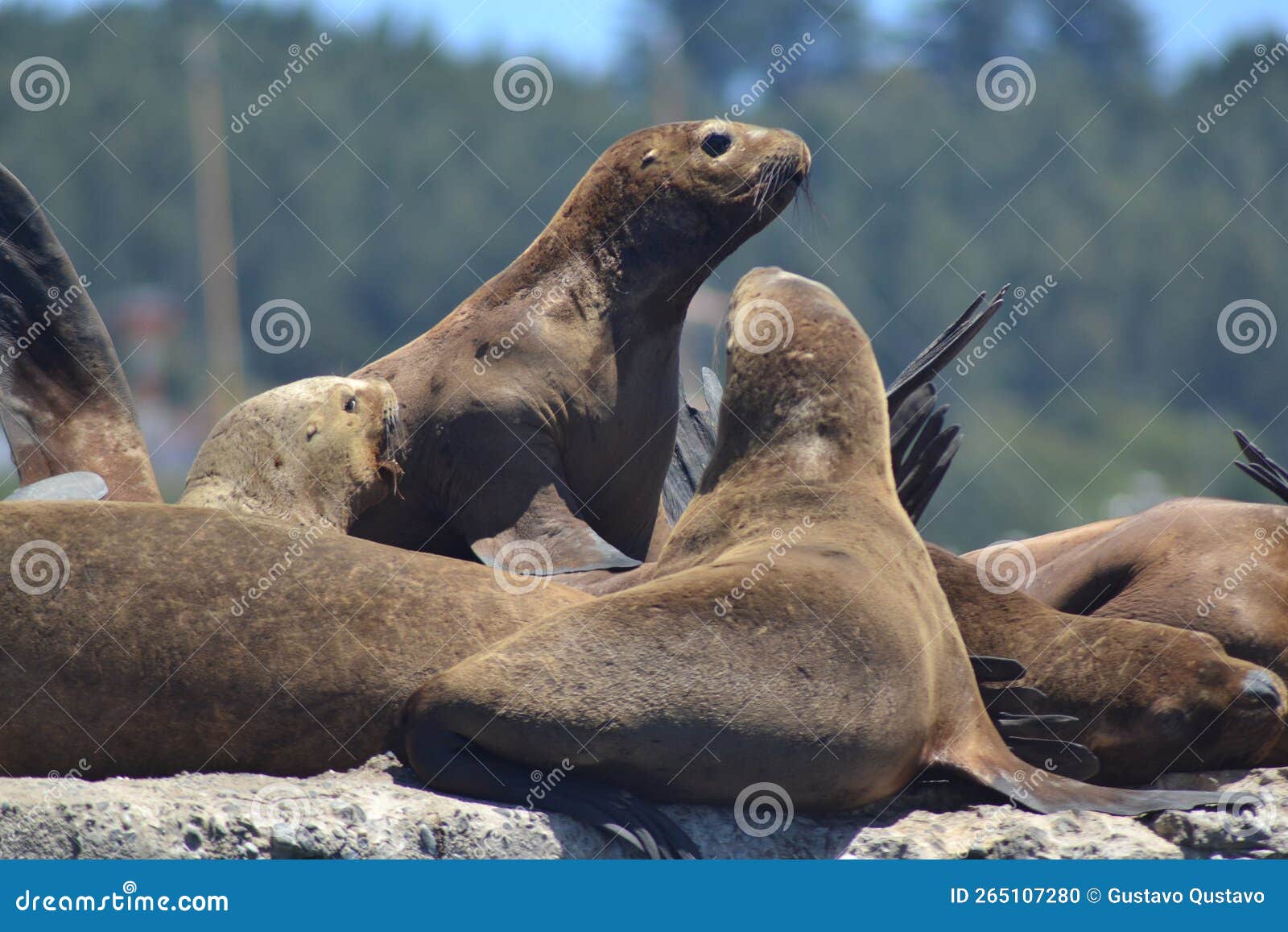 A herd of sea lions stock photo. Image of lions, reptile 265107280