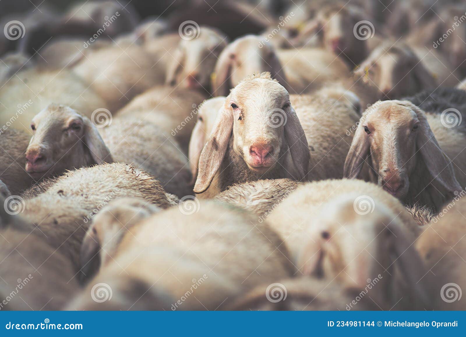 herd of sheep during the autumn transhumance