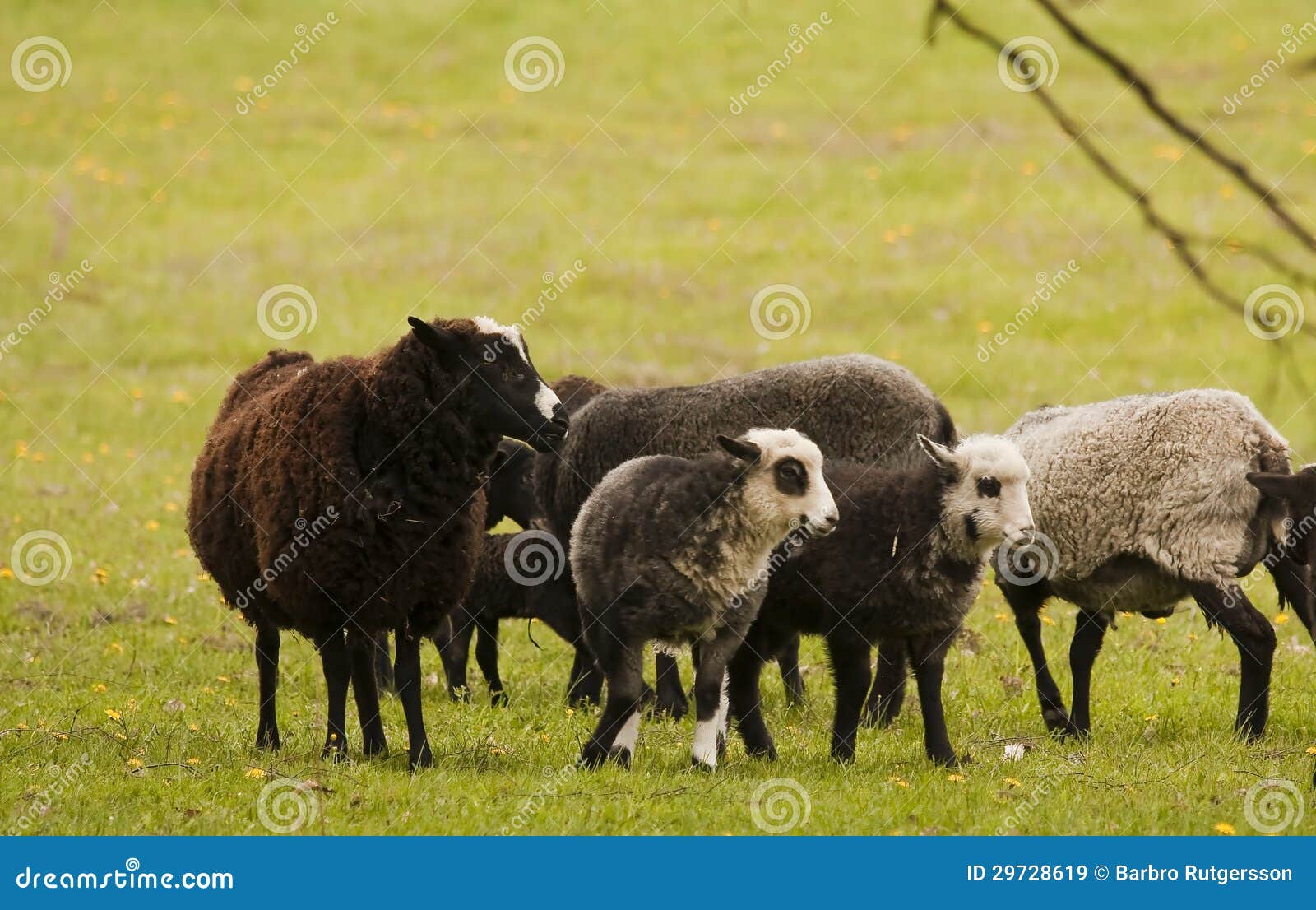 Sheep stock image. Image of farming, sheep, animals, lamb 29728619