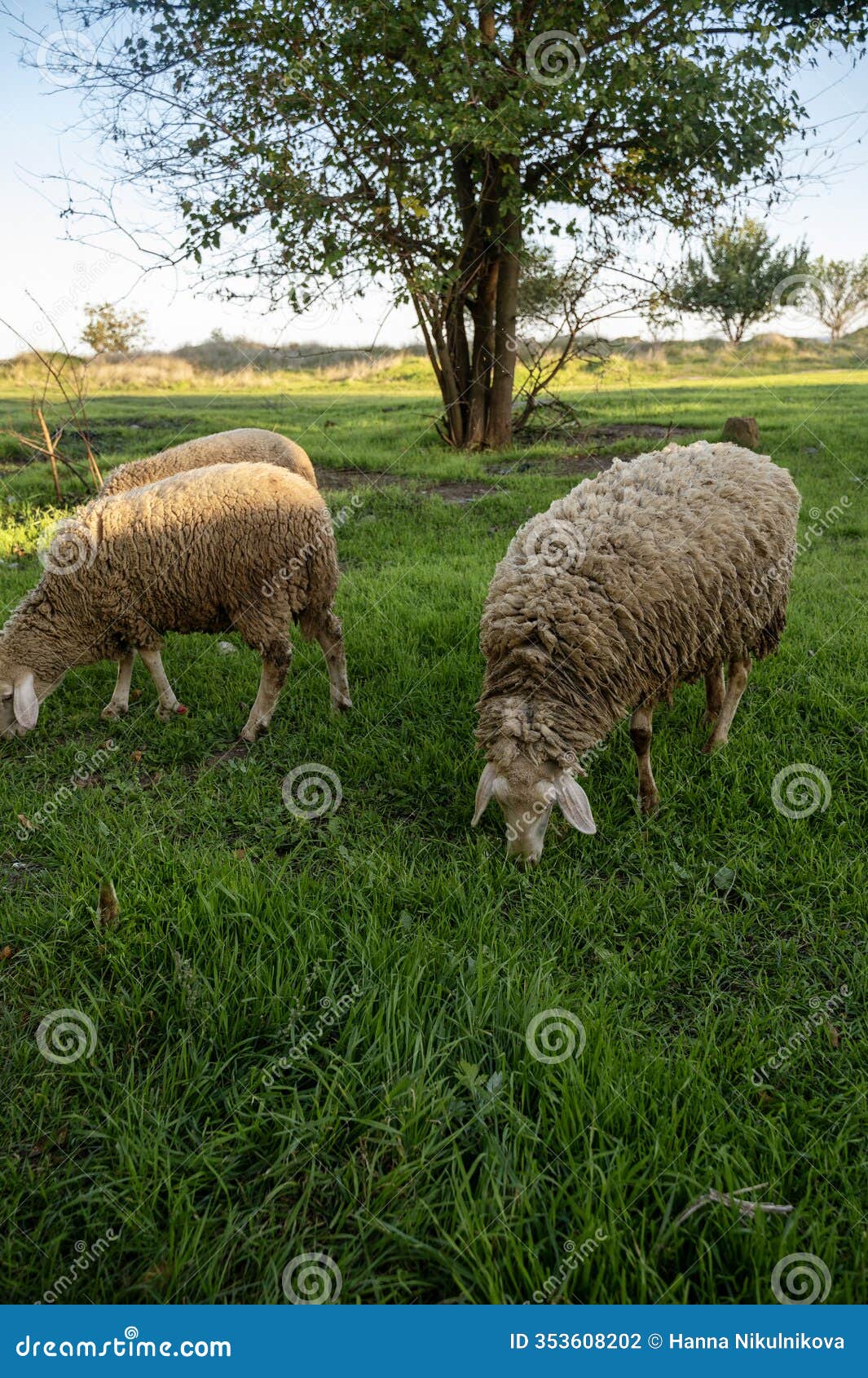 a herd of sheep grazing on a lush green field
