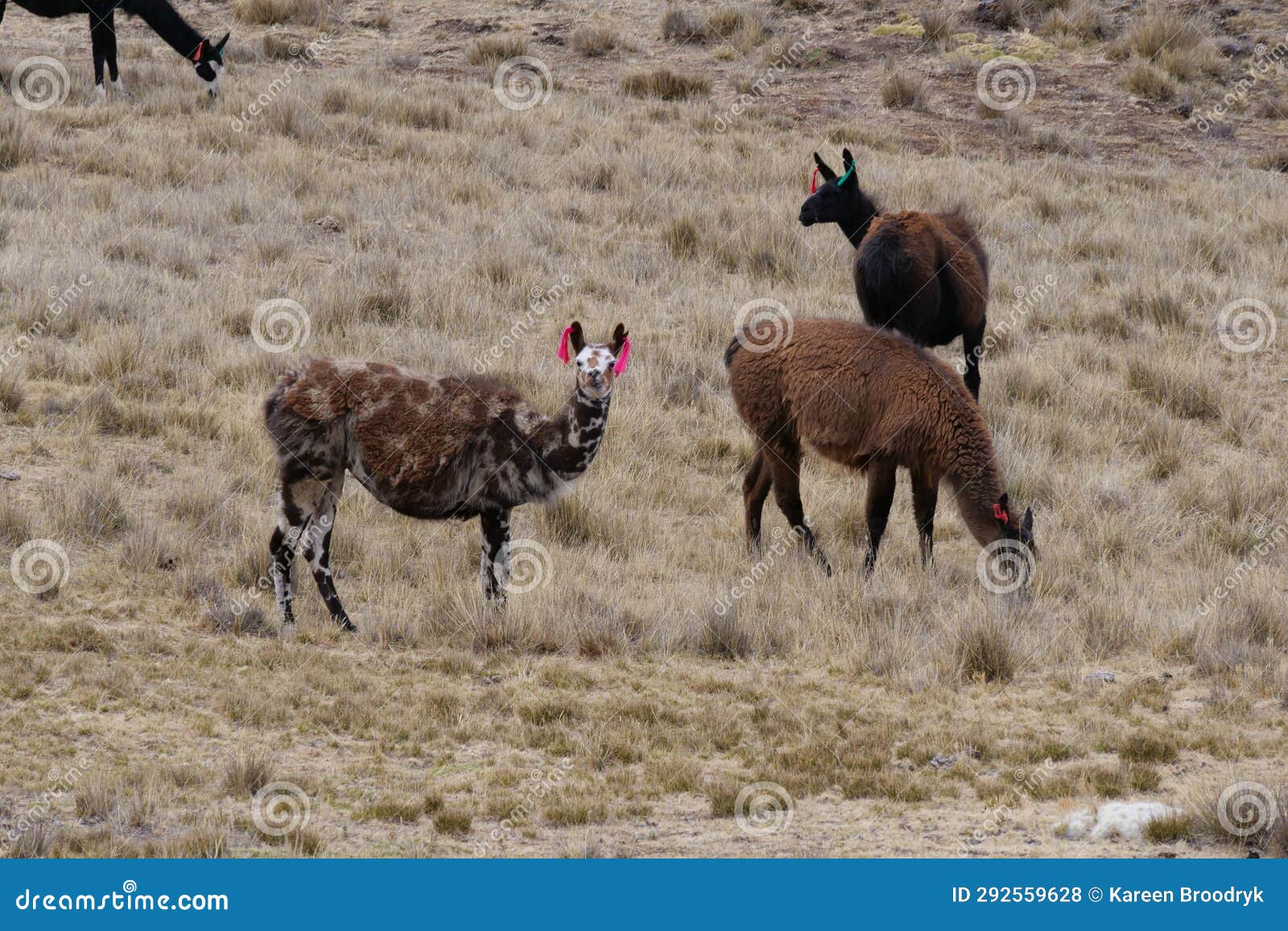 a herd of speckled llama q'ara and white alpaca huancaya grazing in yellow grasslands. location: peruvian rural highlands