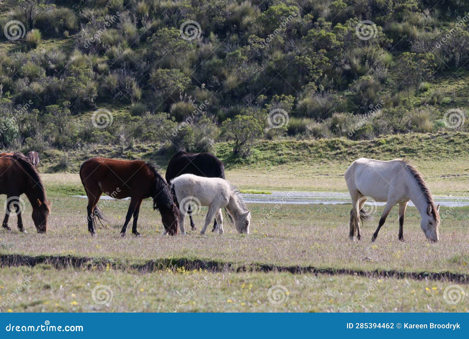 A Herd of Wild Horses Grazing at the Top of Cotopaxi National Park ...