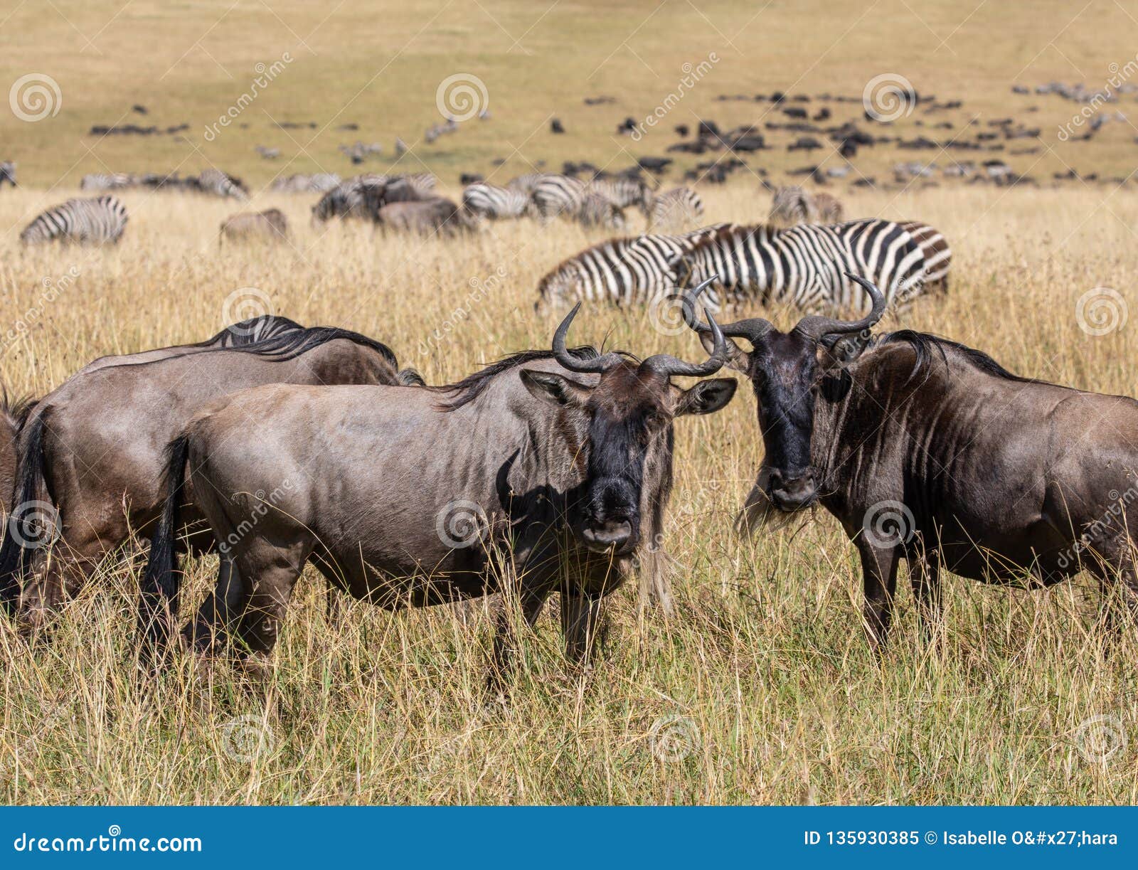 herd of wildebeest and dazzle of zebra grazing in the tall grass of the masai mara during the wildbeest migration