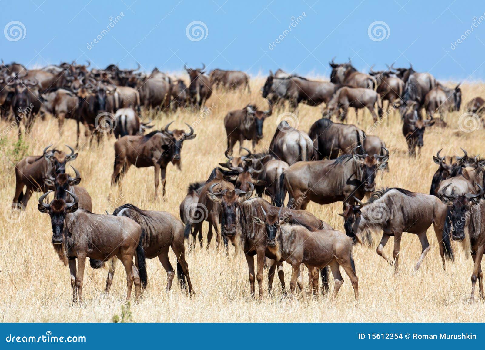 a herd of wildebeest migrate on the savannah