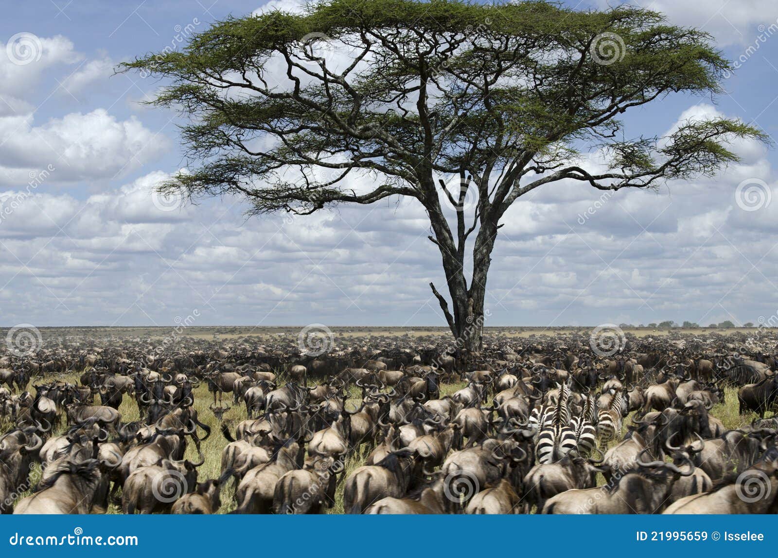 herd of wildebeest migrating in serengeti