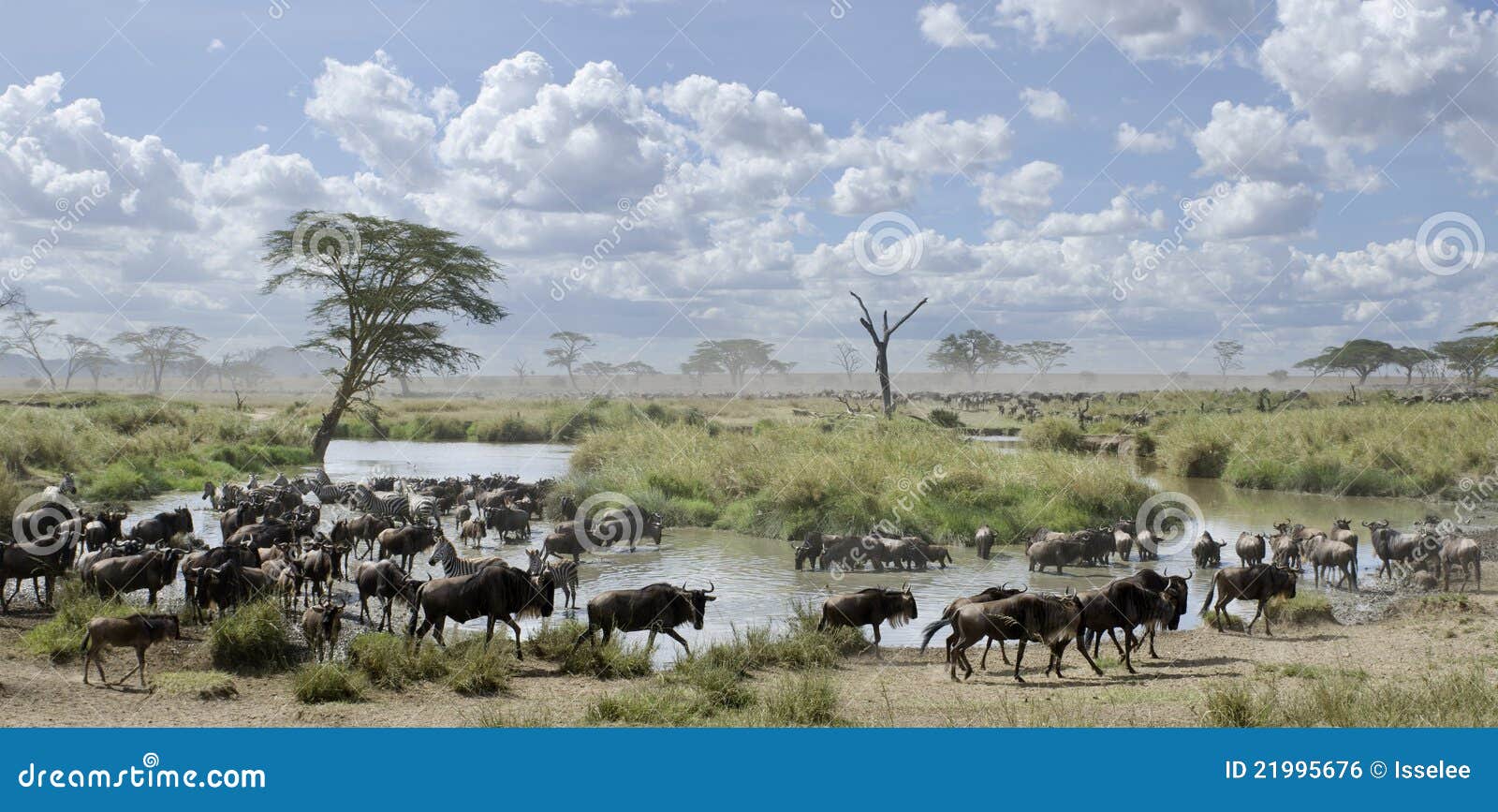 herd of wildebeest and zebras in serengeti