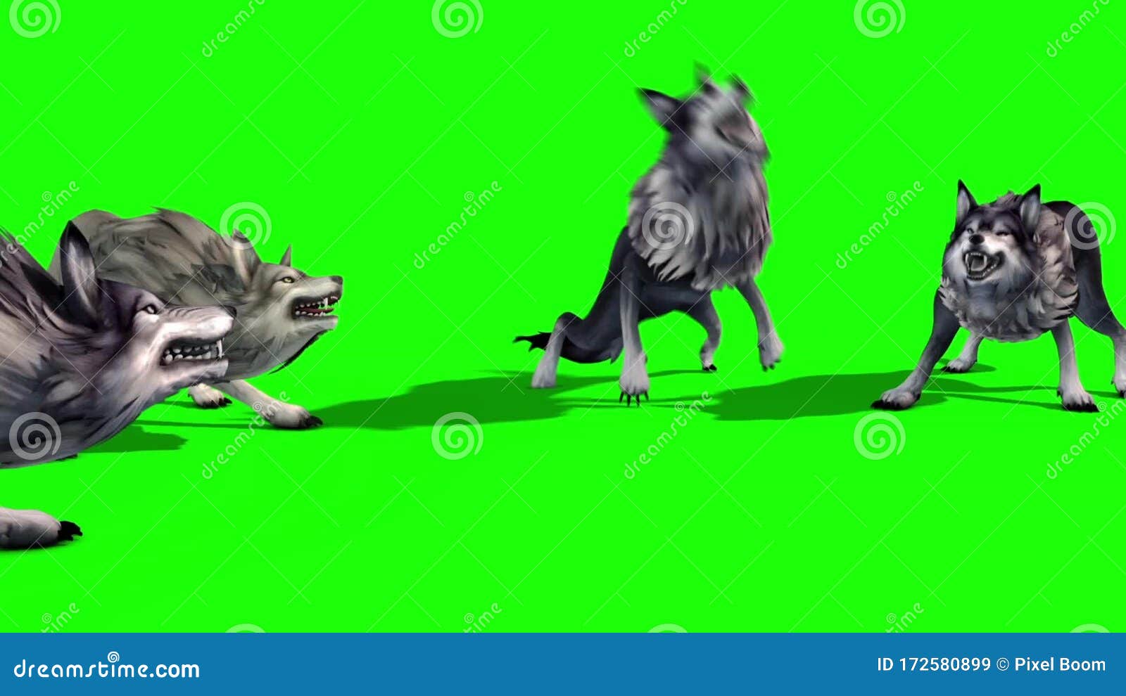 Herd of Wolves Attack 3D Rendering Green Screen Animals Stock Video Video of greenscreen, gray