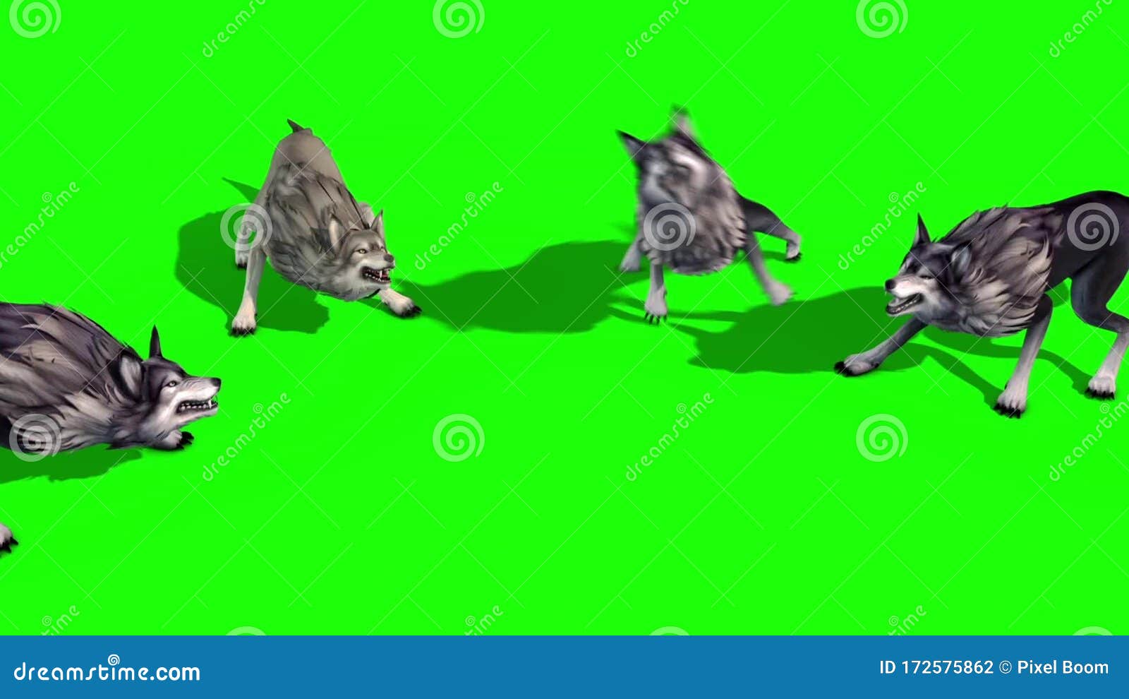 Herd of Wolves Attack Top 3D Rendering Green Screen Animals Stock Footage Video of crab