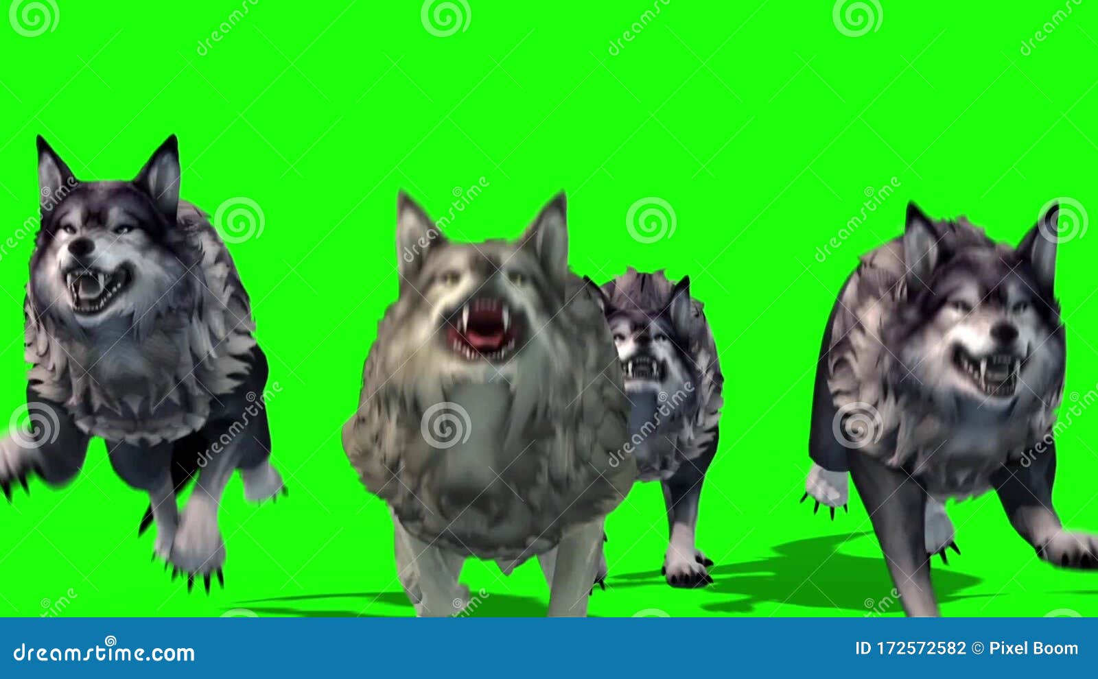 Herd of Wolves Run Front 3D Rendering Green Screen Animals Stock Footage Video of attack