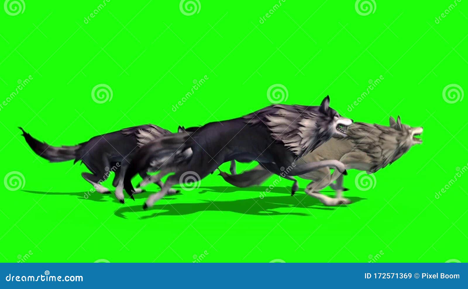Herd of Wolves Run Side 3D Rendering Green Screen Animals Stock Video Video of graphics
