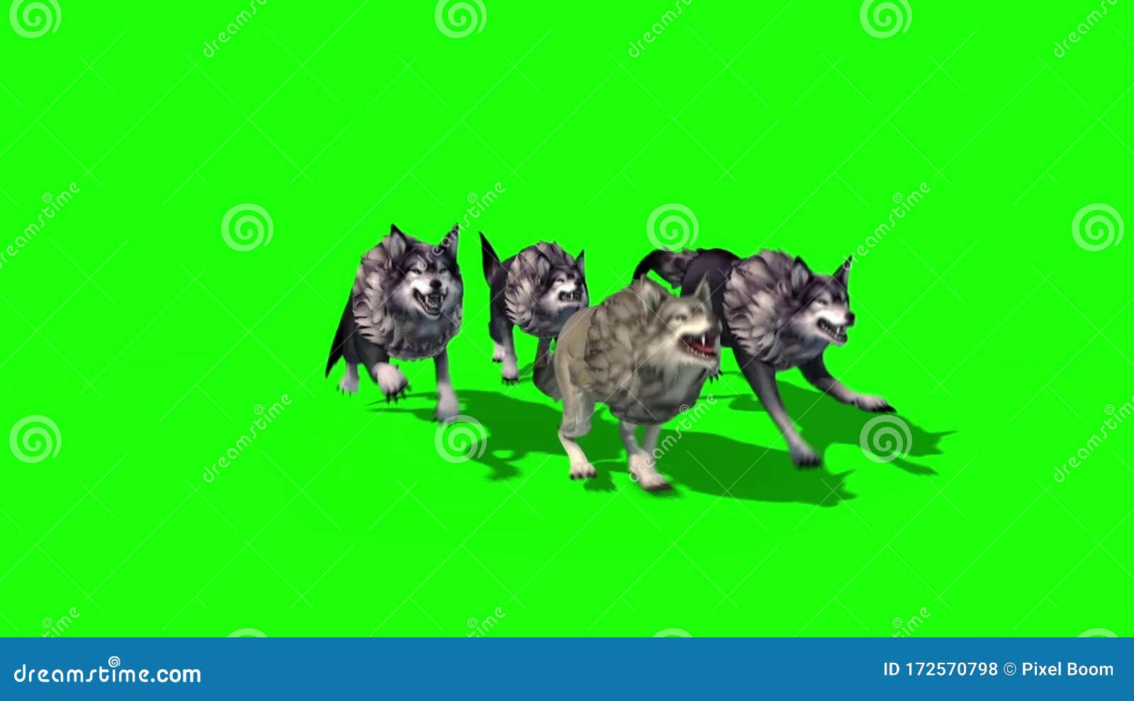 Herd of Wolves Run Top 3D Rendering Green Screen Animals Stock Footage Video of forest