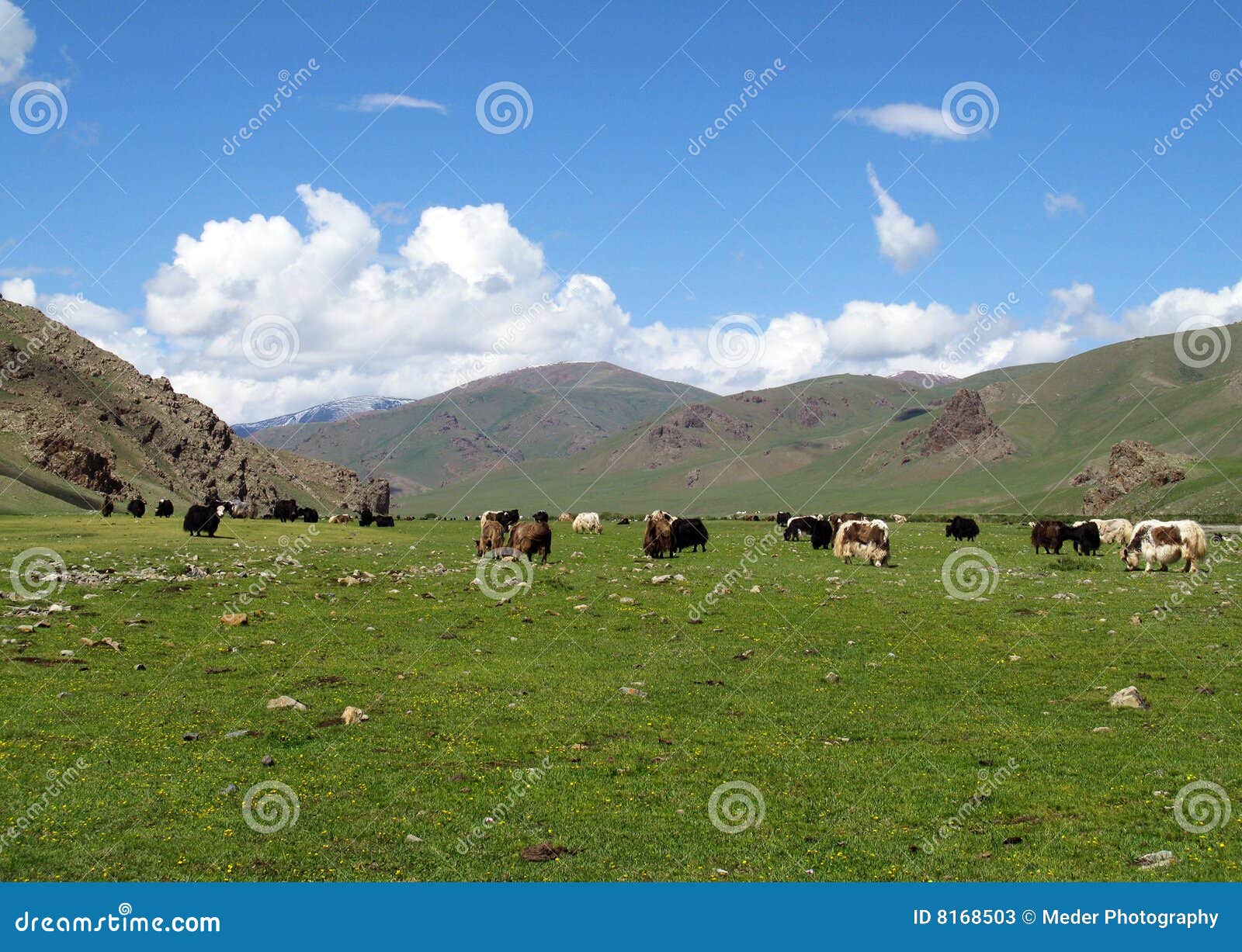 A herd of Yak stock image. Image of gobi, environment - 8168503