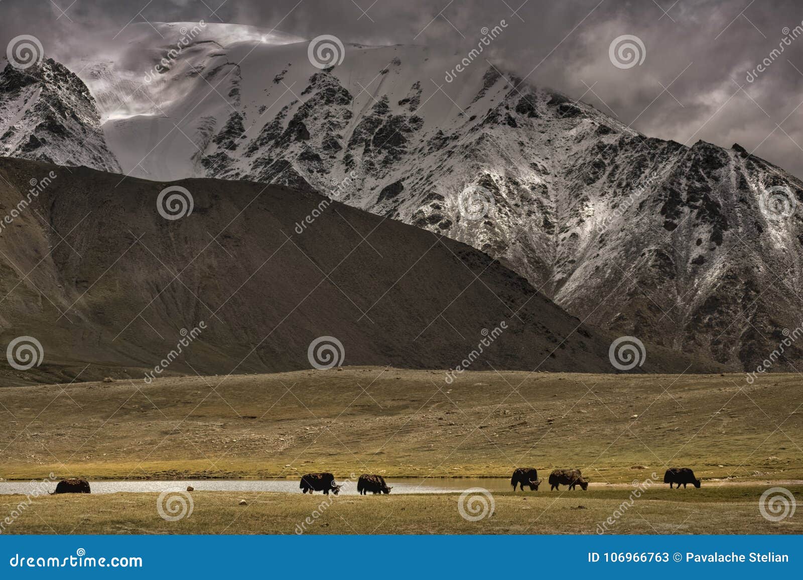 a herd of yaks graze in shimshal at 4800m