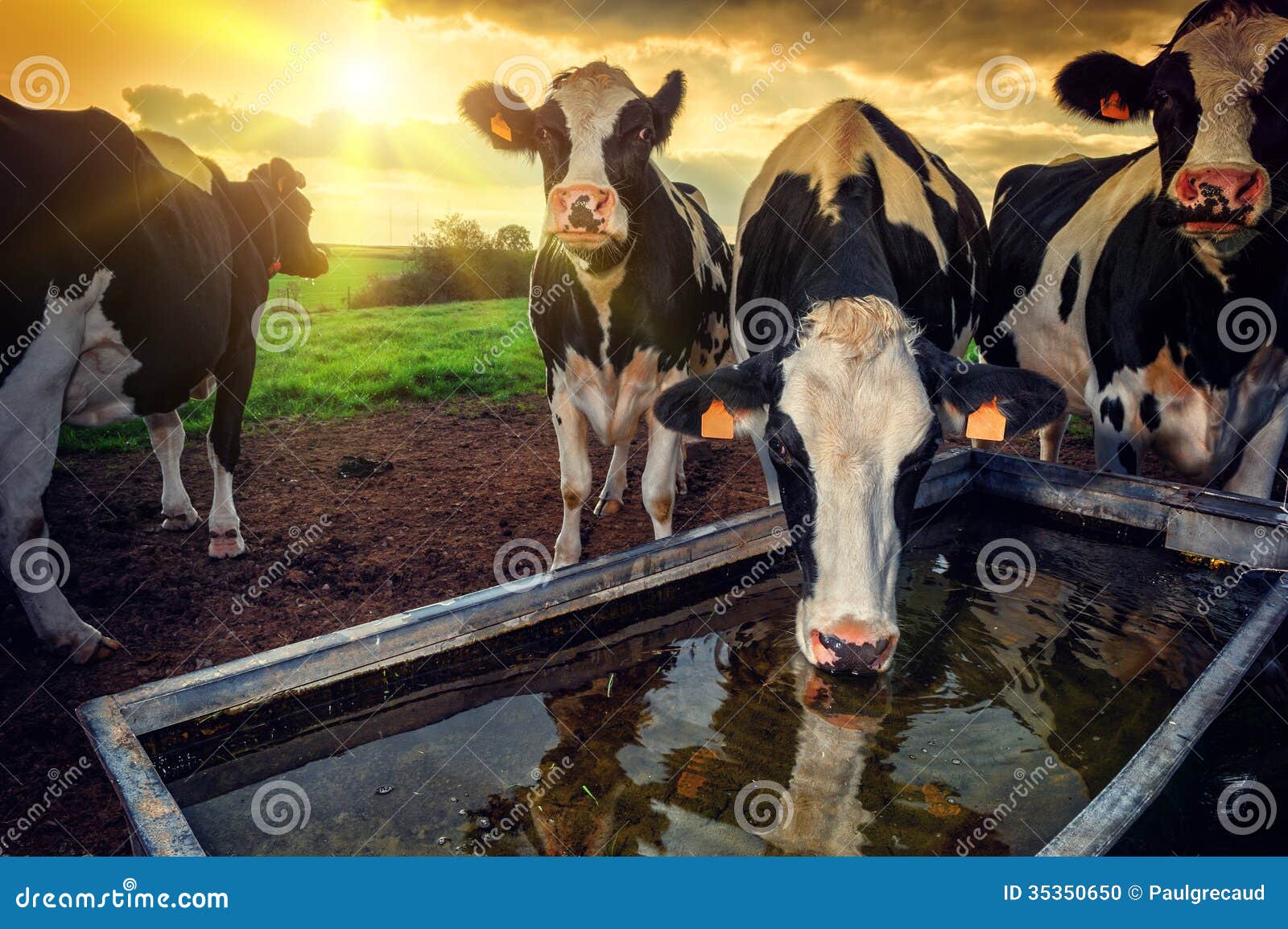 herd of young calves drinking water
