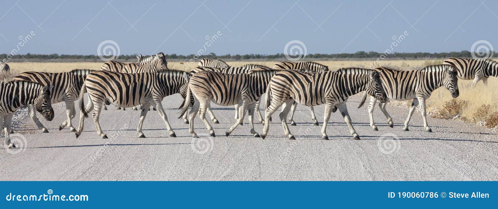 zebra animal kingdom zebra animal kingdom