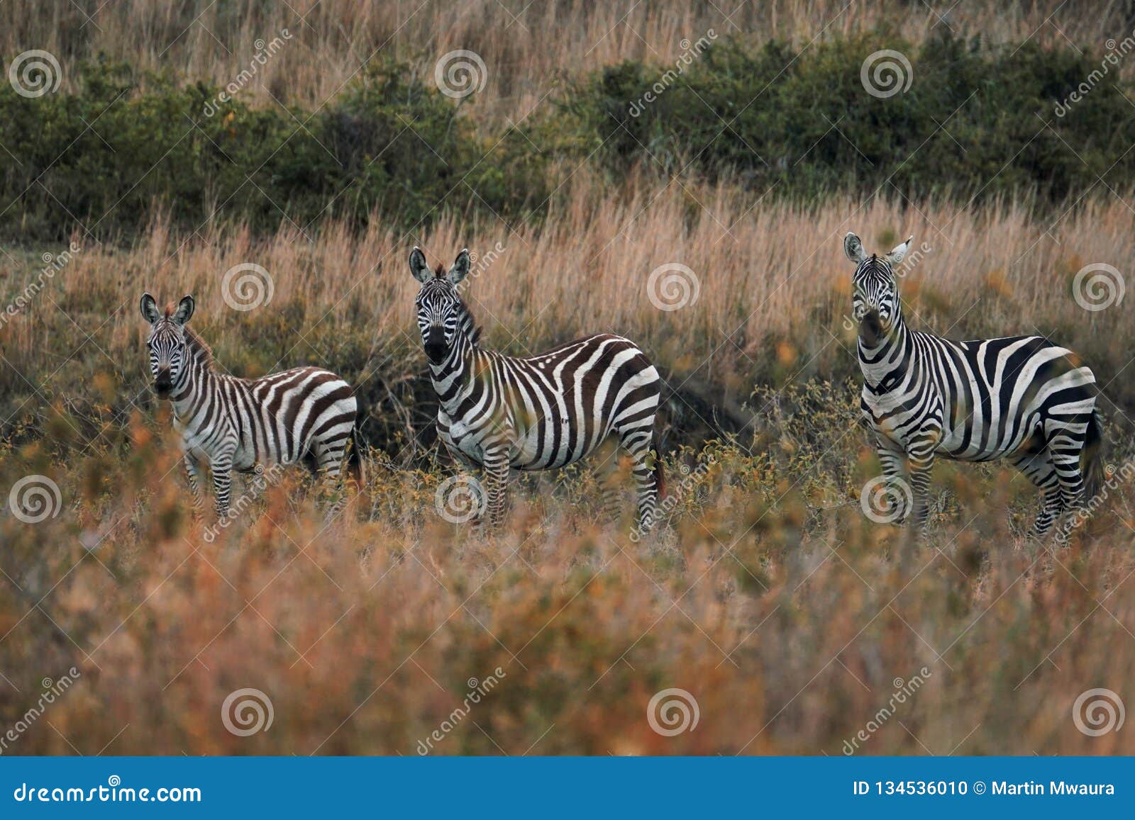 a herd zebras at mount longonot national park