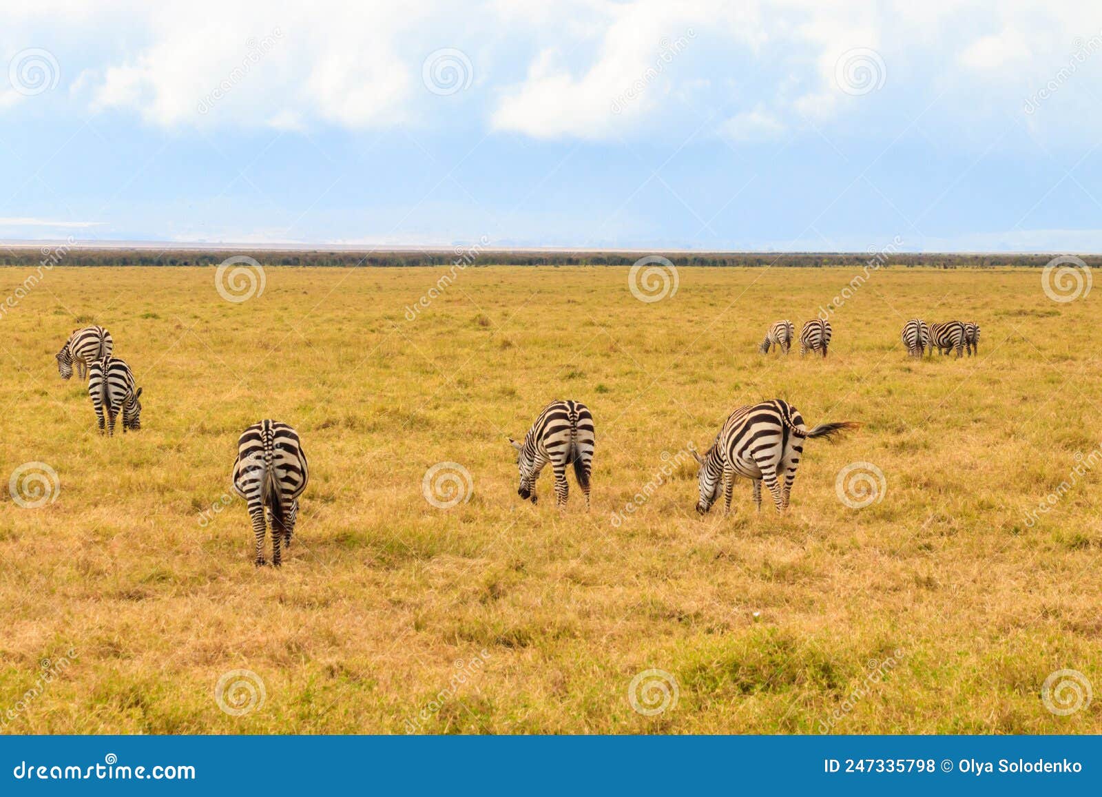 Herd Of Zebras In Savanna In Ngorongoro Crater National Park In Tanzania Wildlife Of Africa