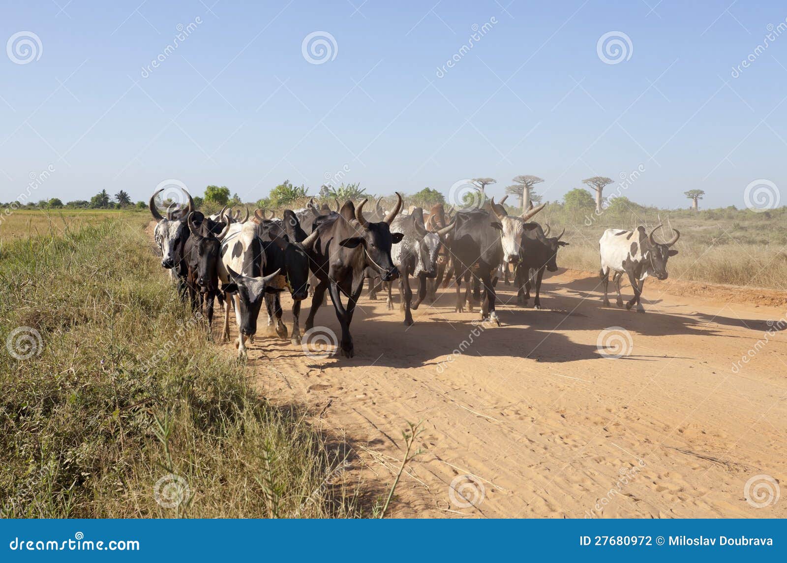 herd of zebu