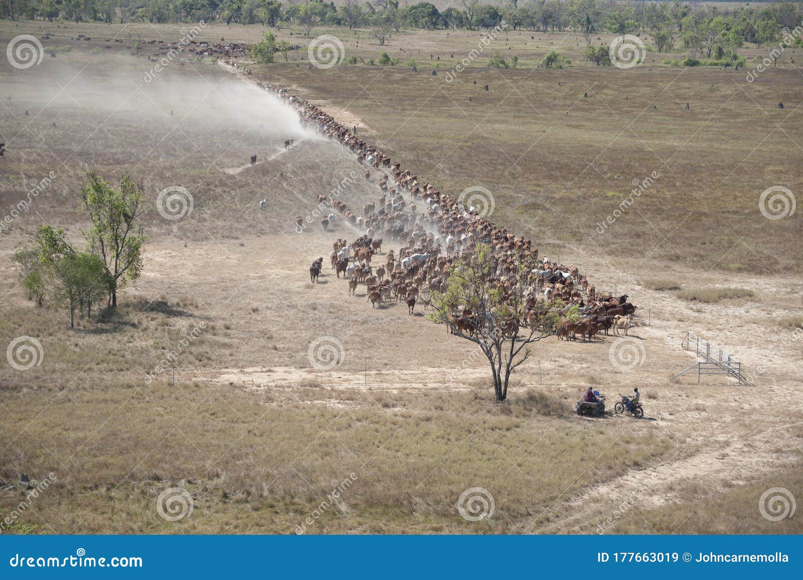 herding braham cattle on the flood plains near the gulf of carpentaria