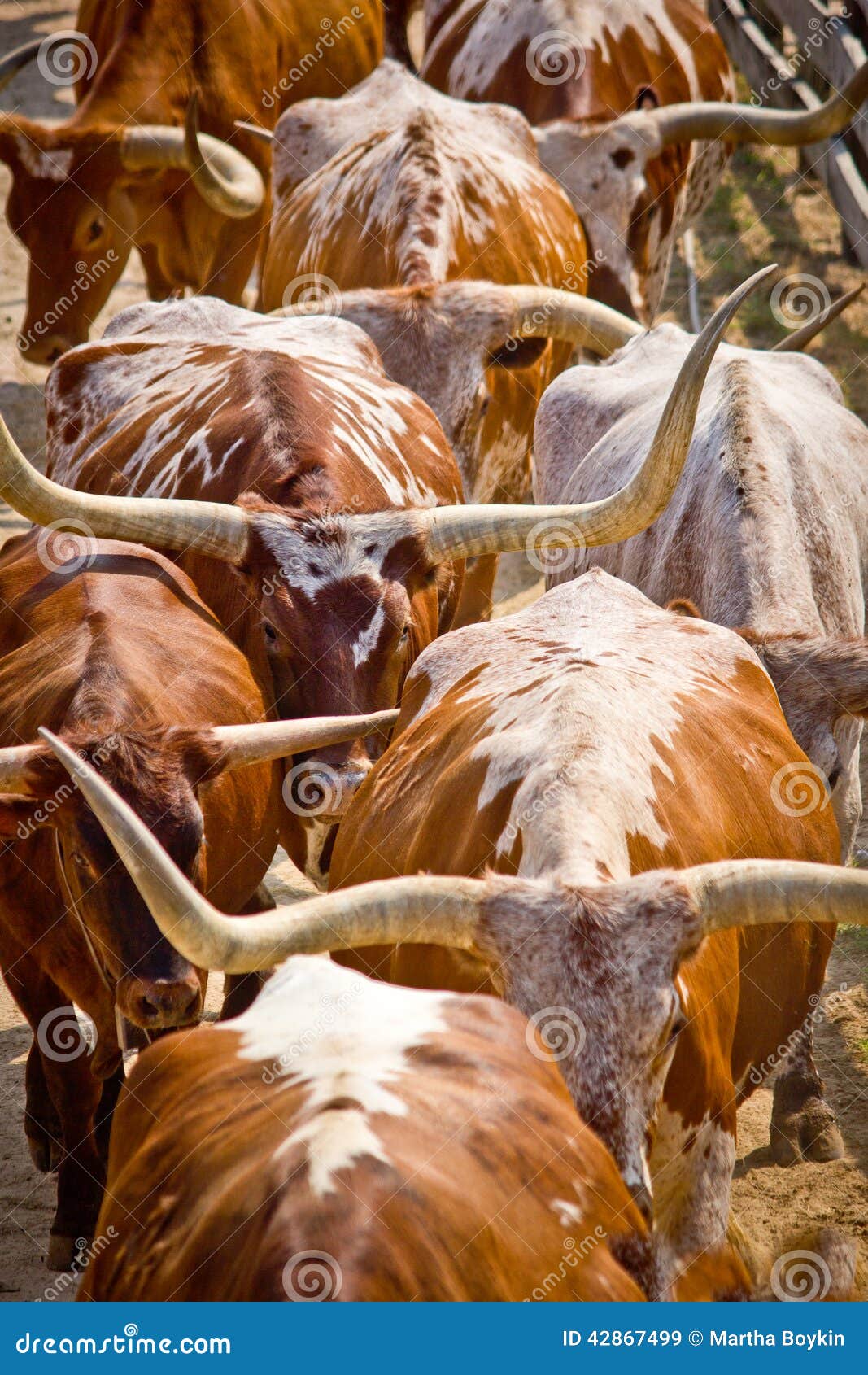 herding cattle texas longhorns cows