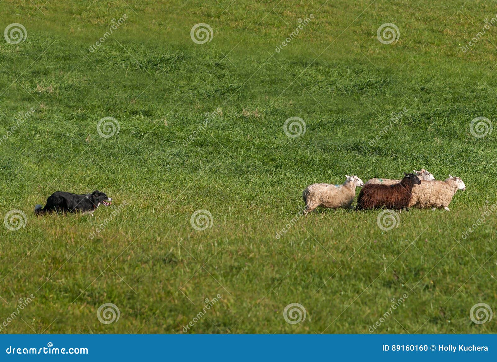 herding dog moves group of sheep ovis aries right