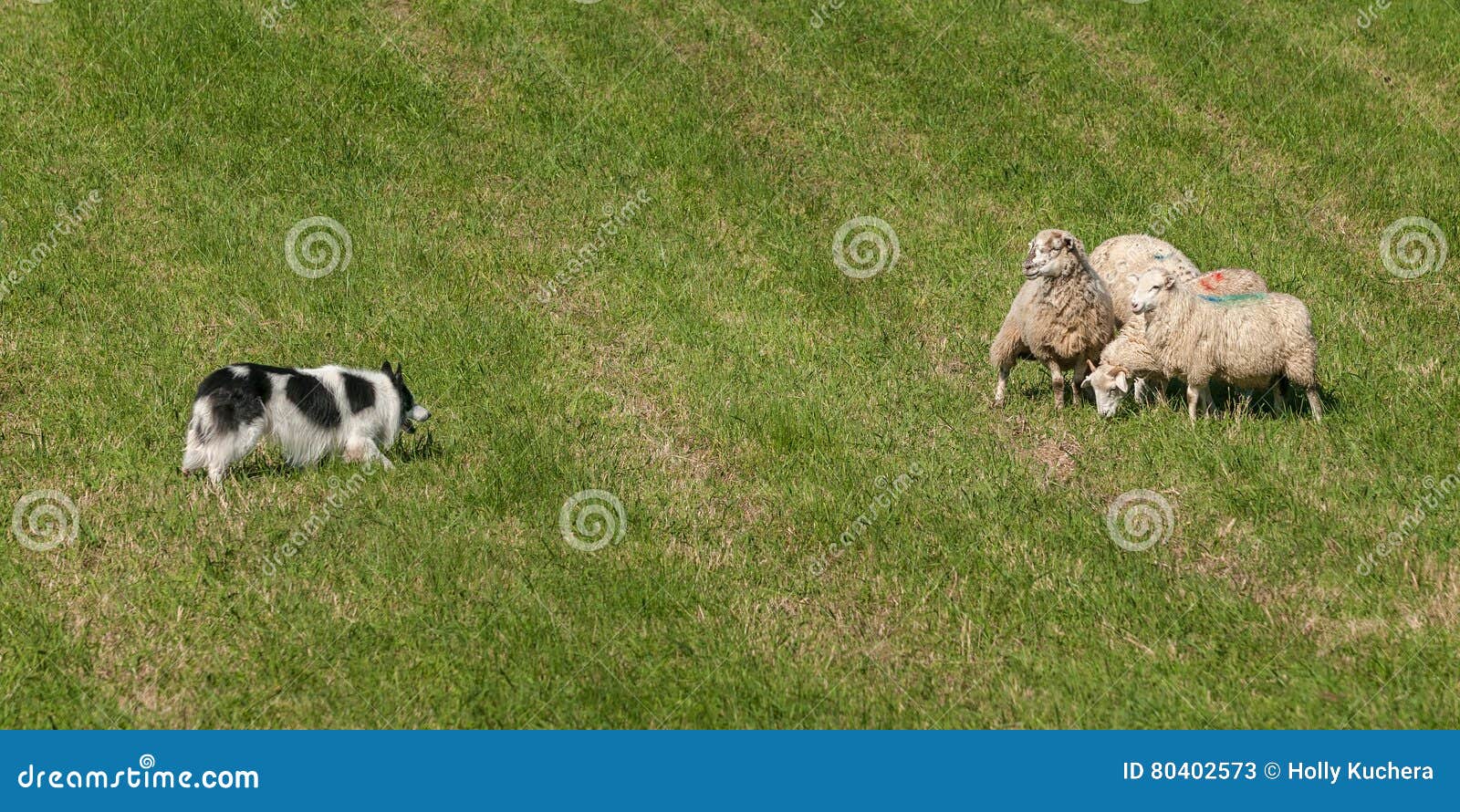 Herding Dog Walks Towards Group of Sheep Ovis Aries Stock Image Image