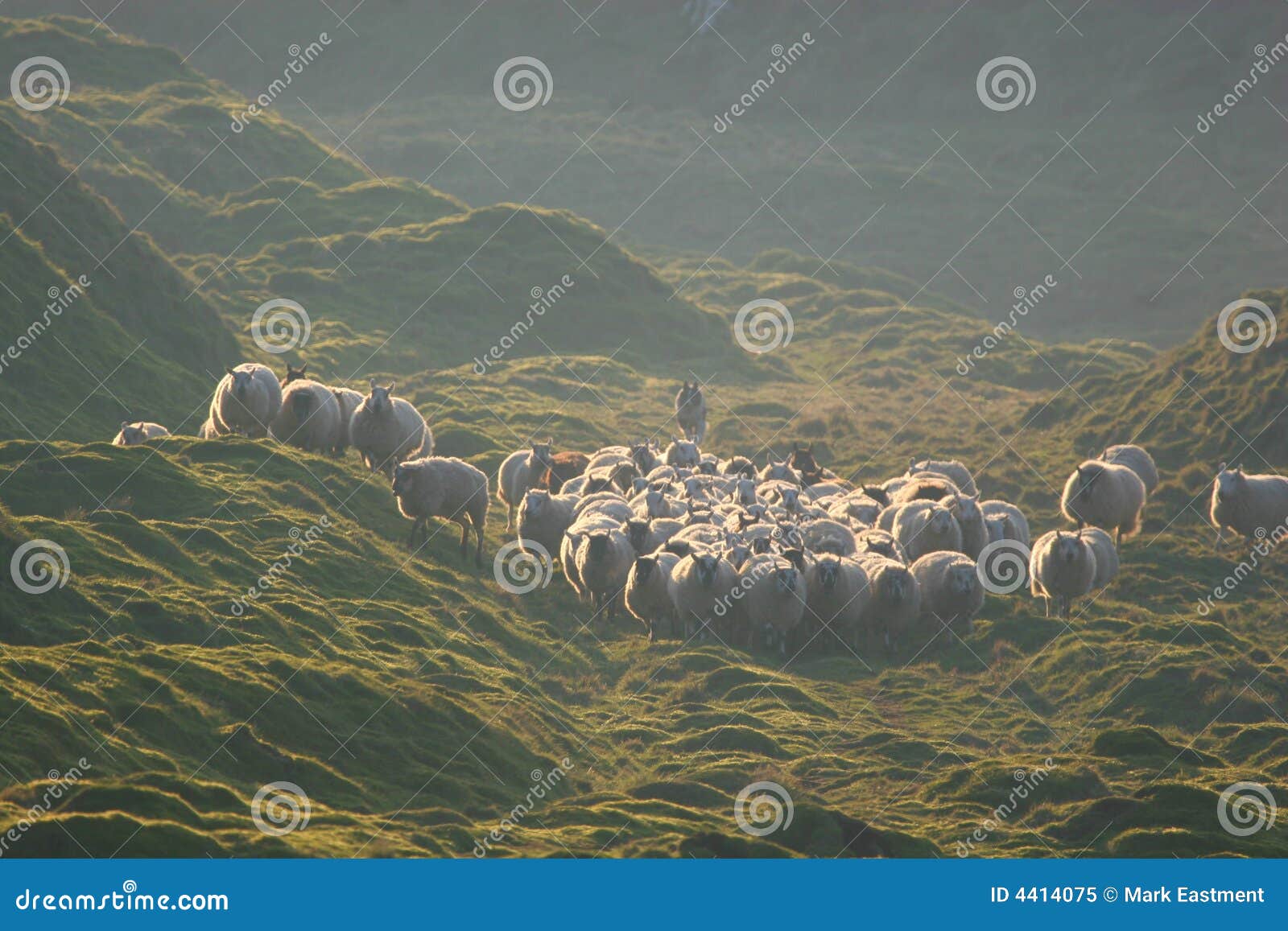 herding the flock