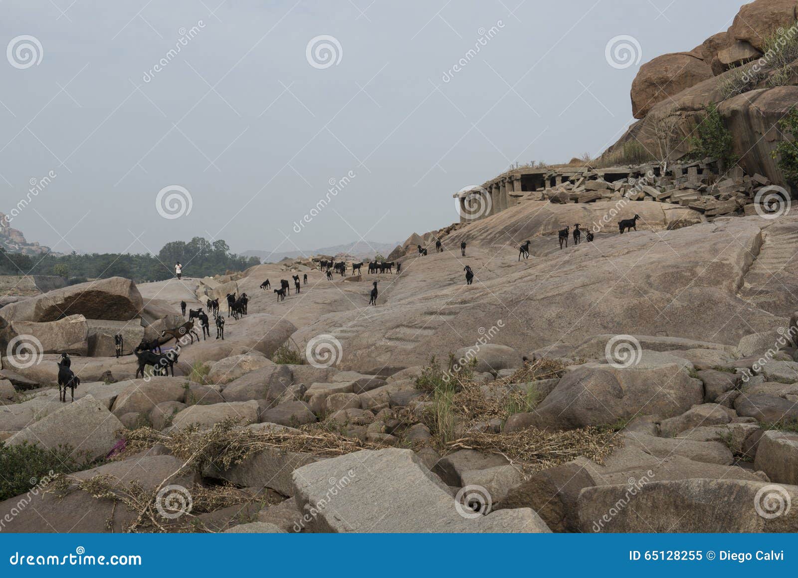herding goats in hampi, india