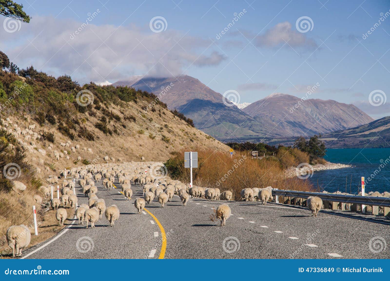 herding sheep on the road
