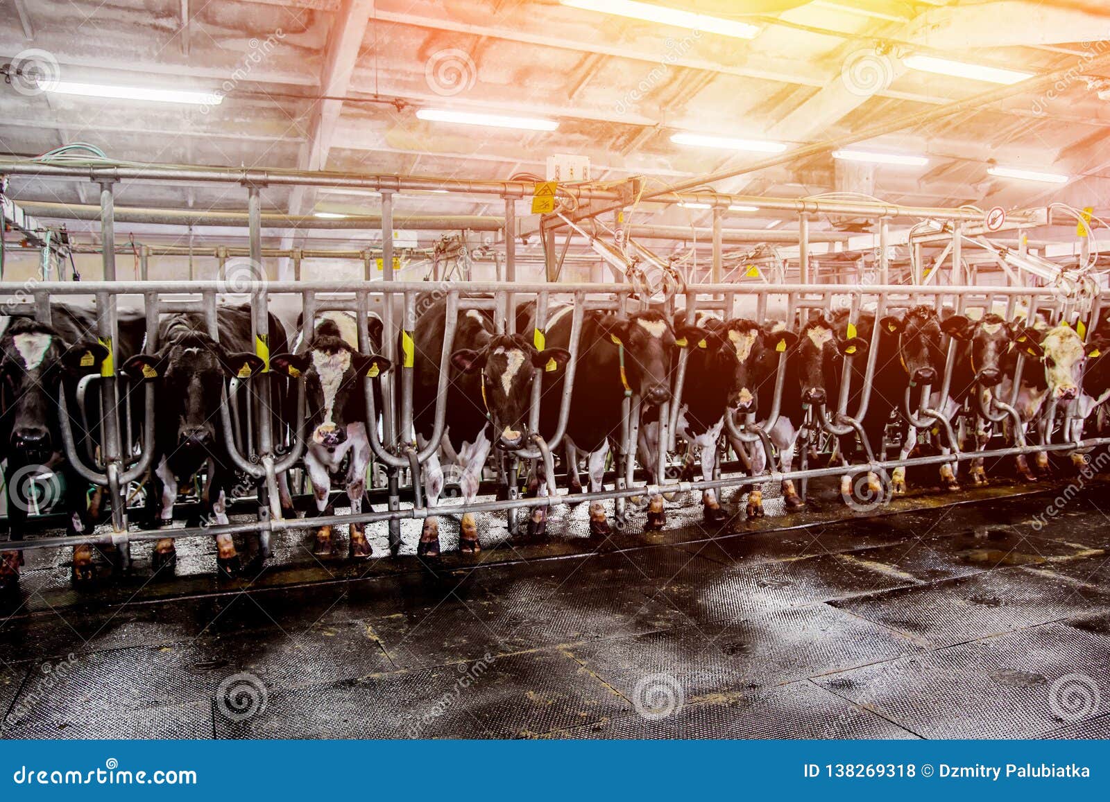 herds of cows in the milking parlor on the farm