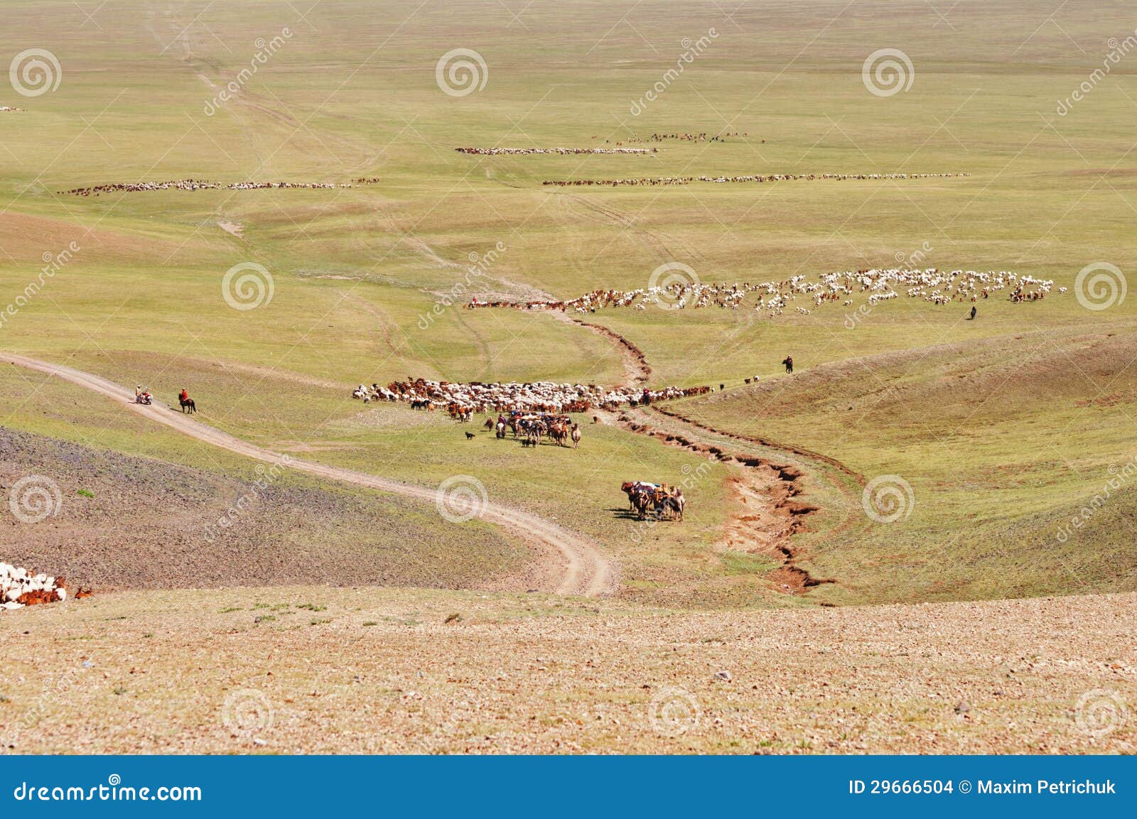 herds of sheep migrate in mongolia