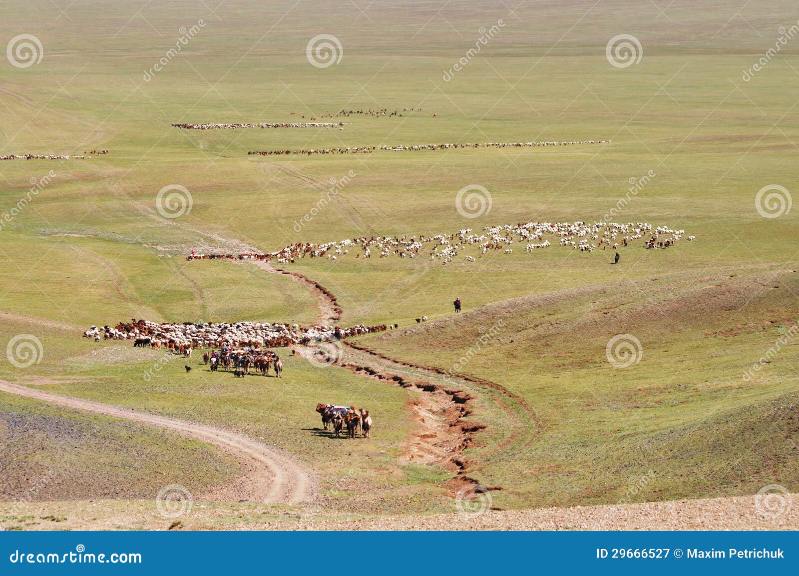 herds of sheep migrate in mongolia