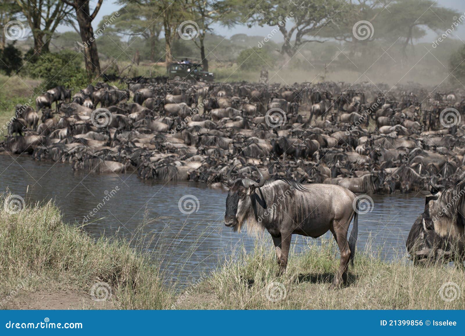 Herds of wildebeest stock photo. Image of creature, national 21399856