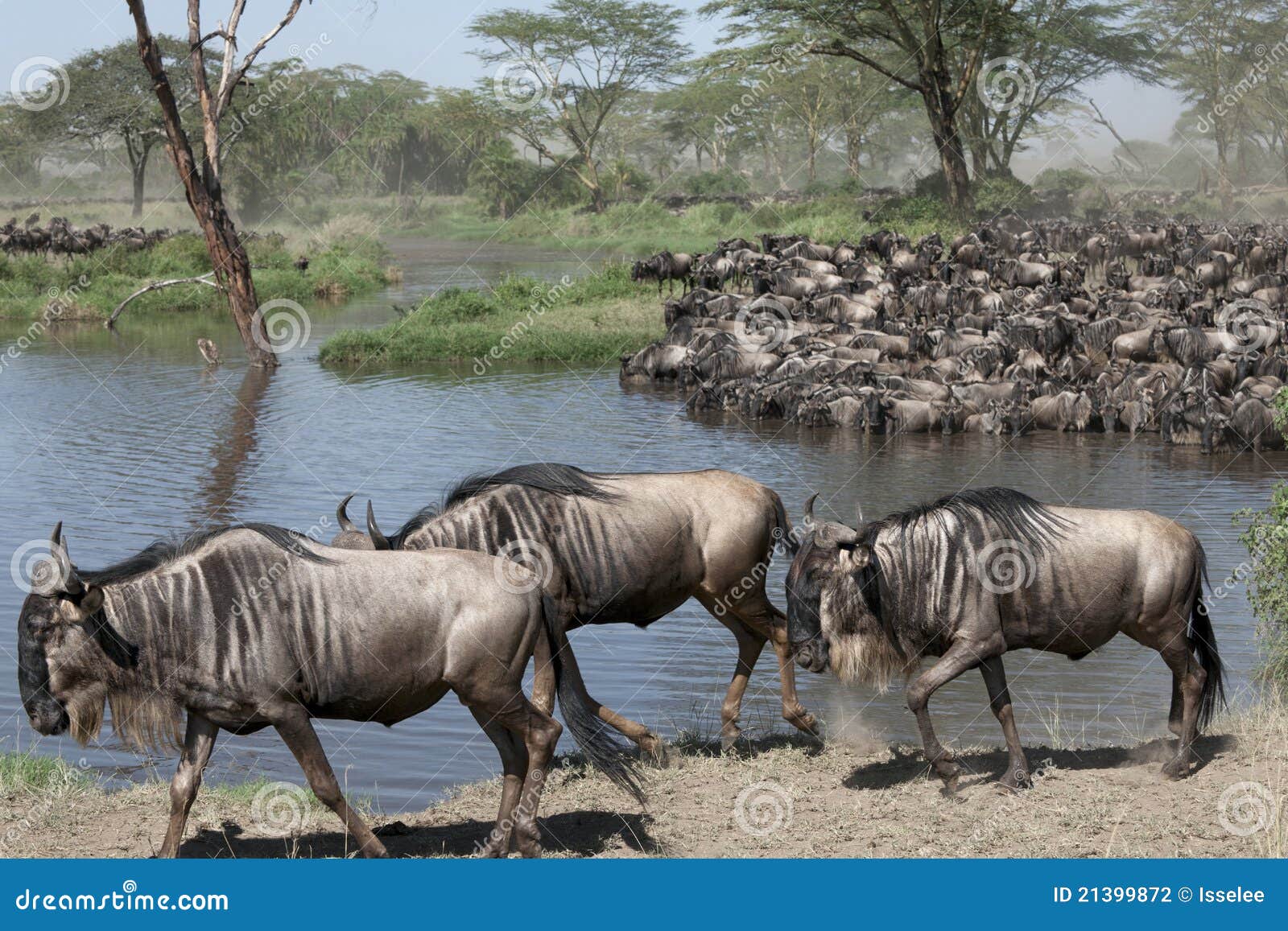 Herds of wildebeest stock photo. Image of mammal, wildlife 21399872