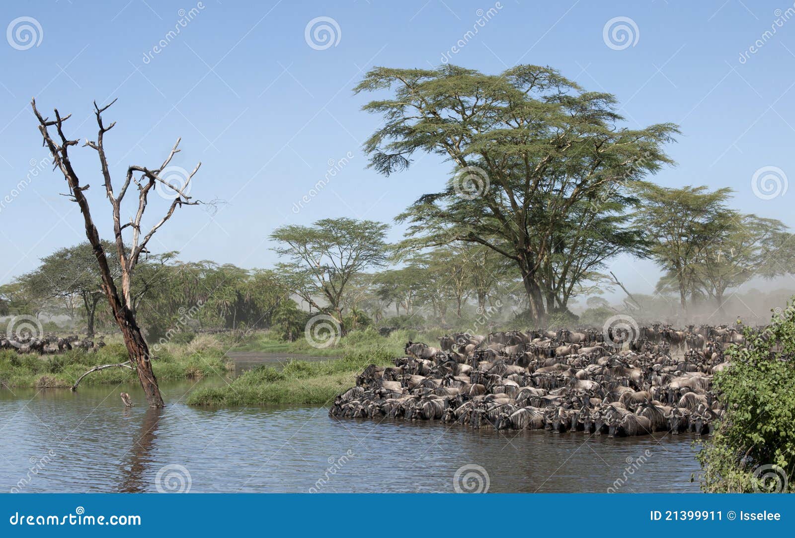 Herds of wildebeest stock image. Image of africa, people 21399911