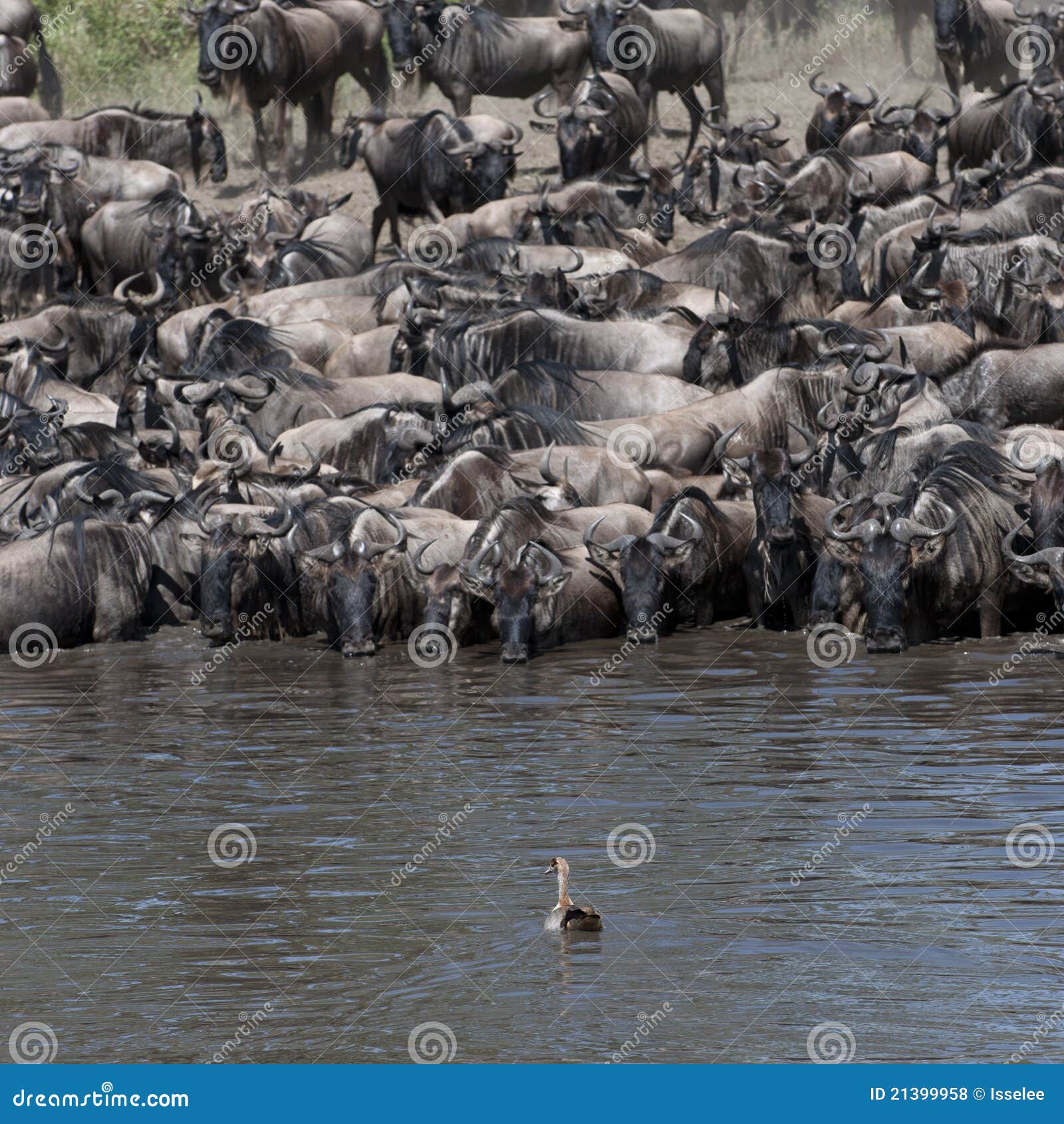 Herds of wildebeest stock photo. Image of animals, vertebrate 21399958
