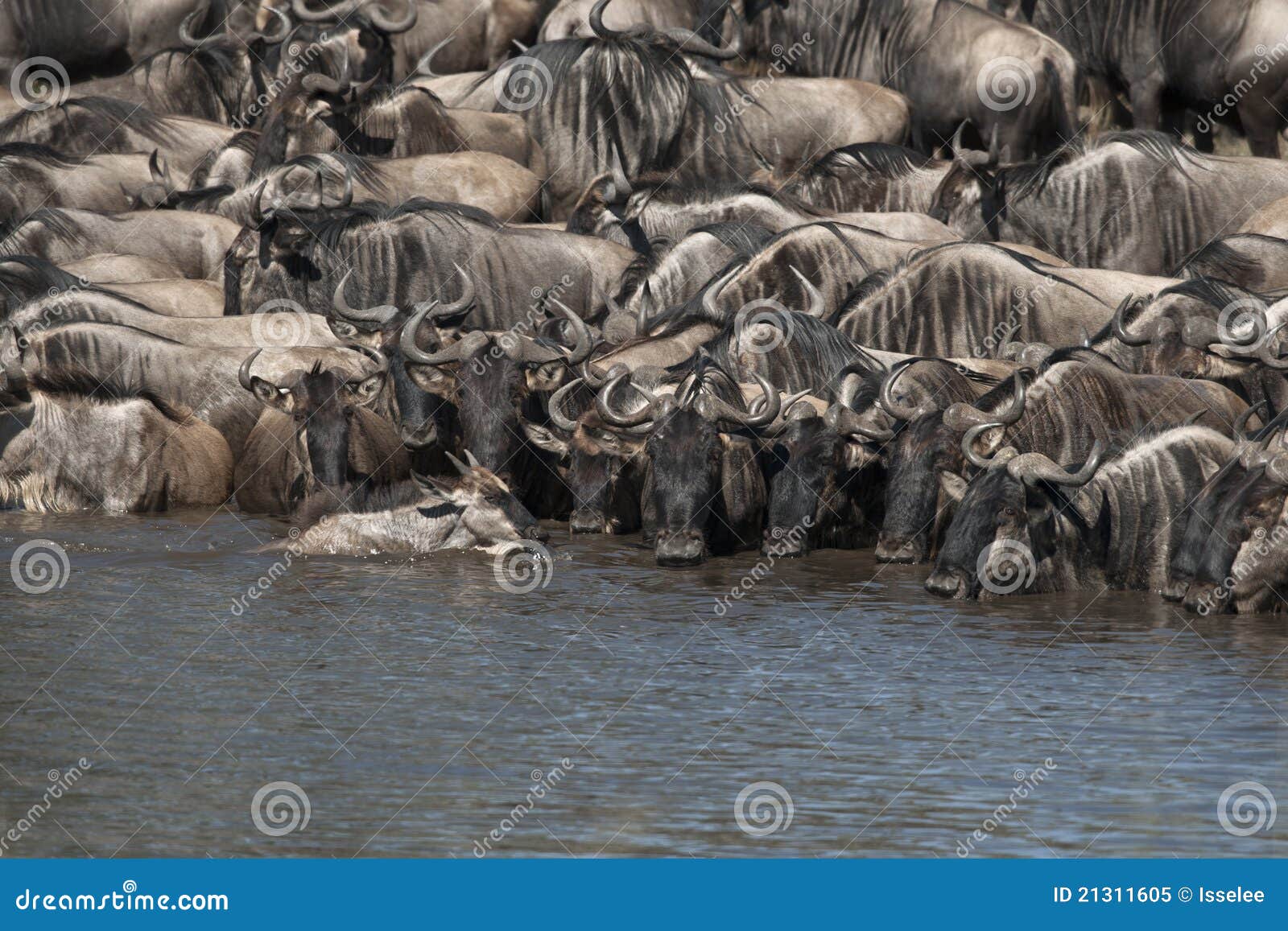 Herds of Wildebeest at the Serengeti Stock Image Image of horizontal