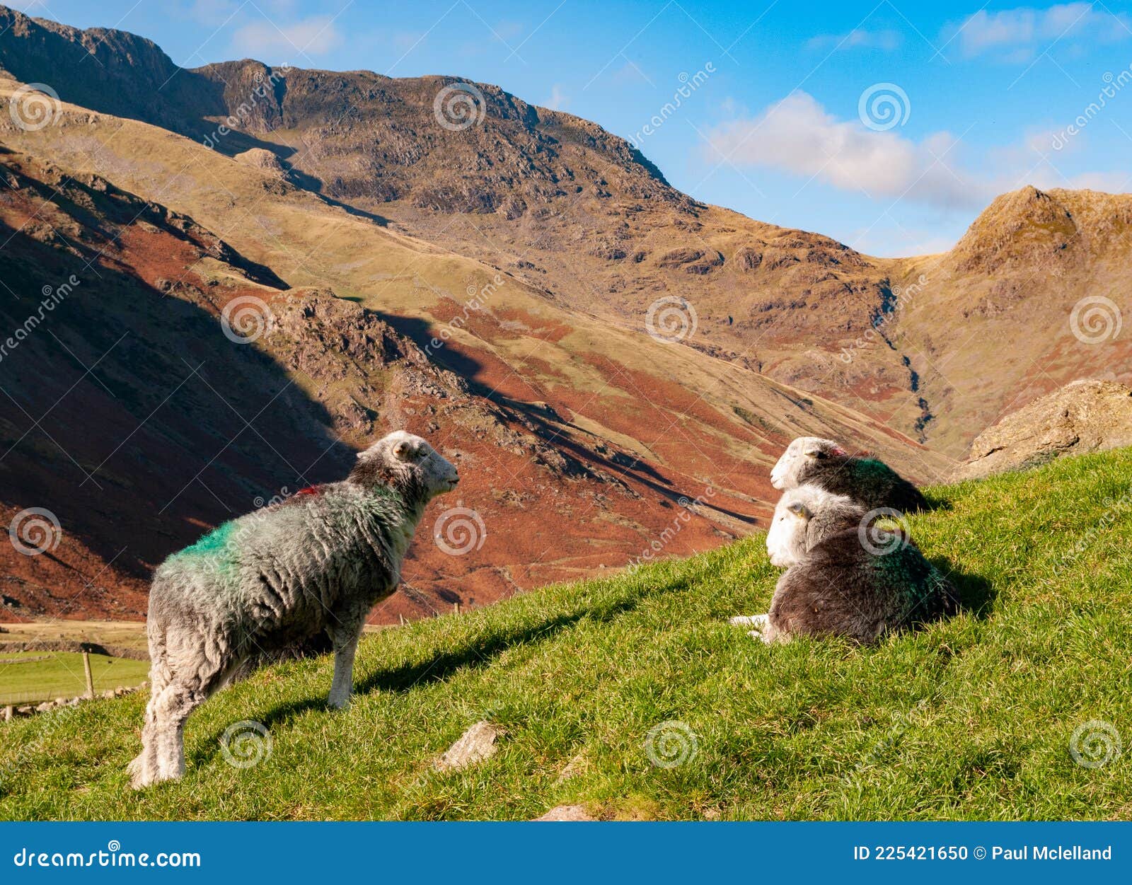 herdwick sheep on hill at mickleden langdale with bow fell and rossett pike in background