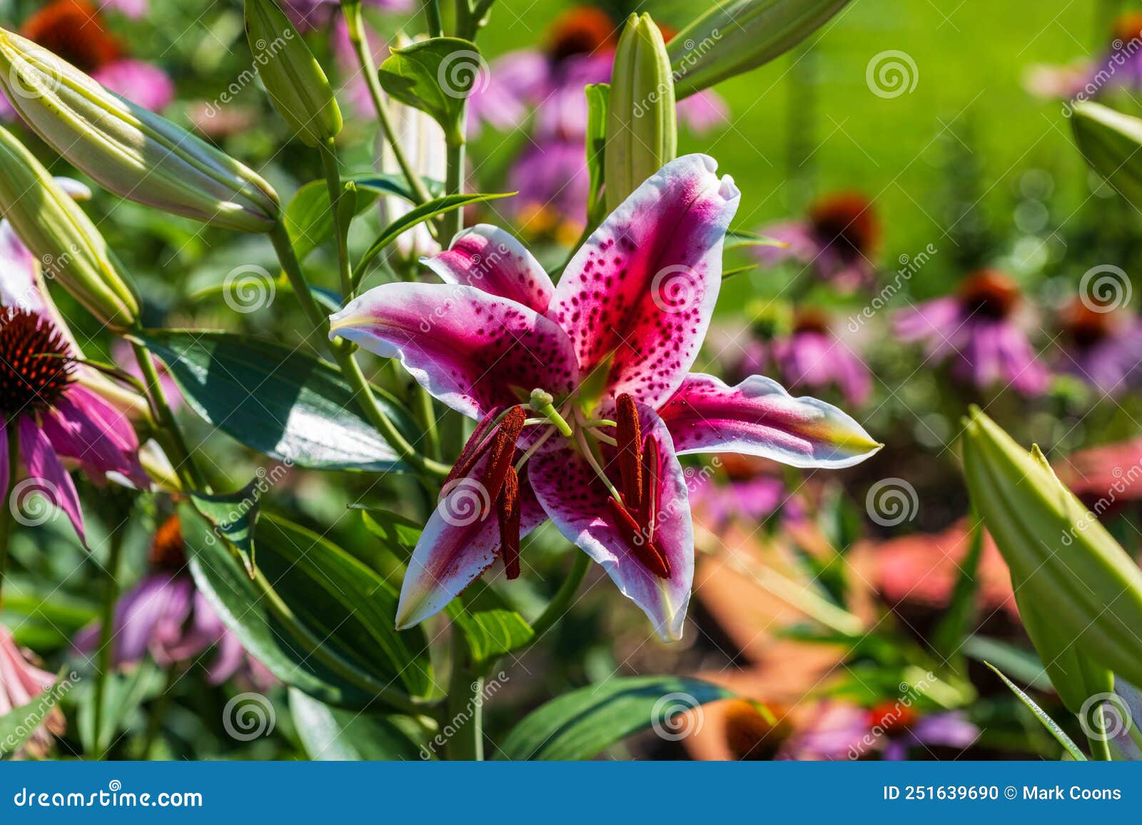 star gazer lillies star gazer lillies