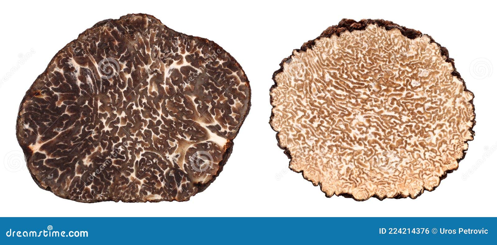 Winter and Summer Black Truffle Cross Section Difference Stock Photo