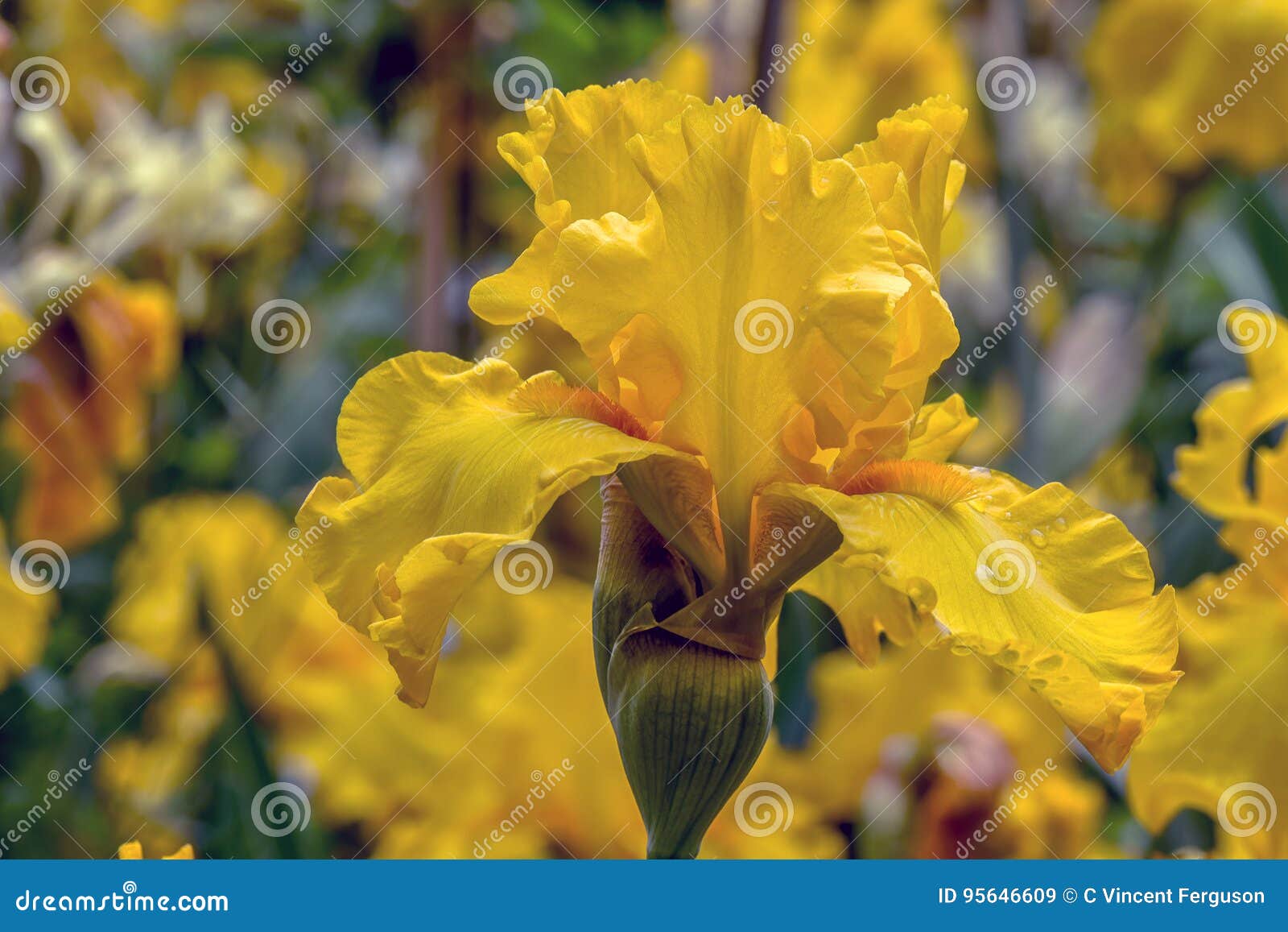Here Comes the Sun Iris stock image. Image of bearded 95646609