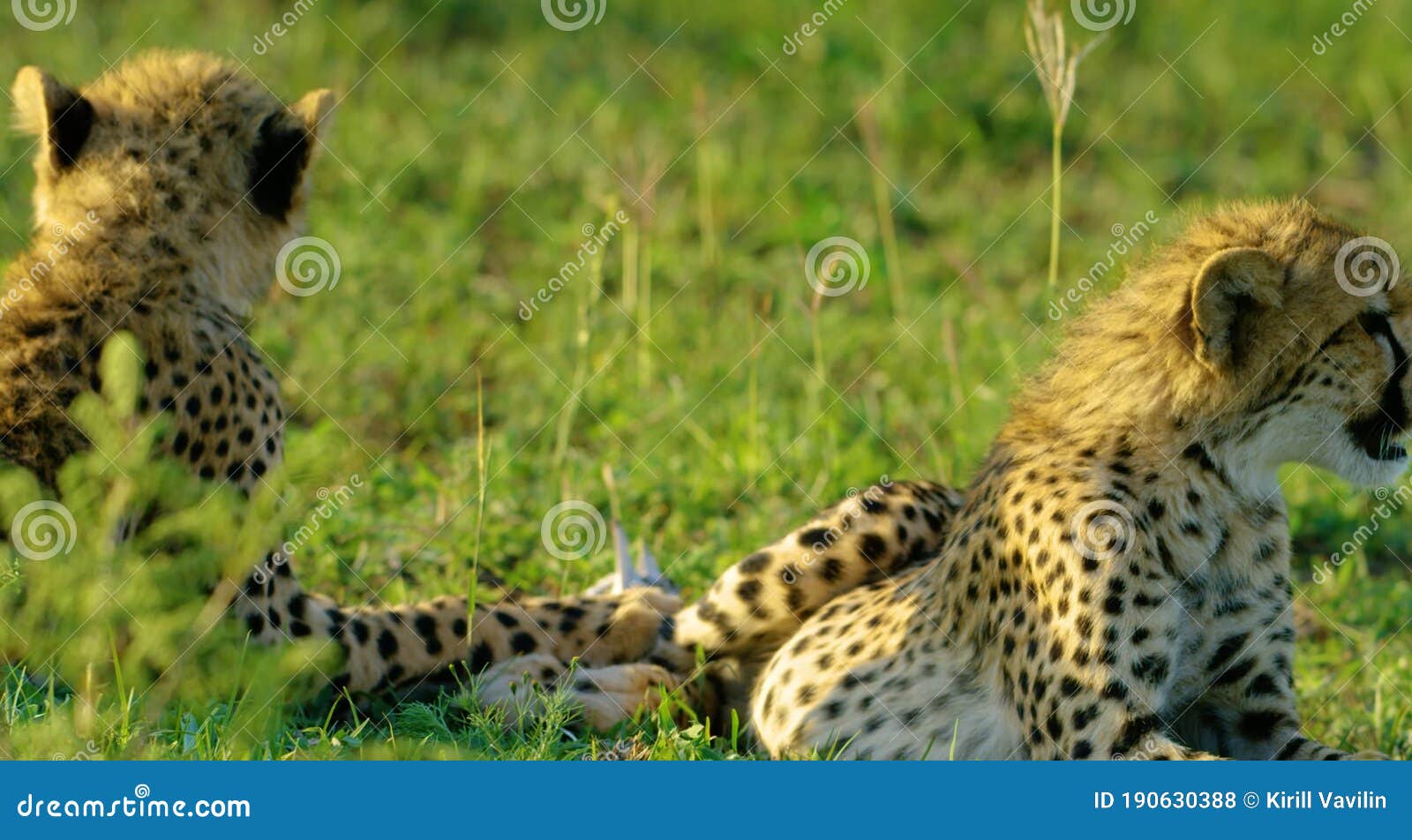 cheetahs in hot africa.