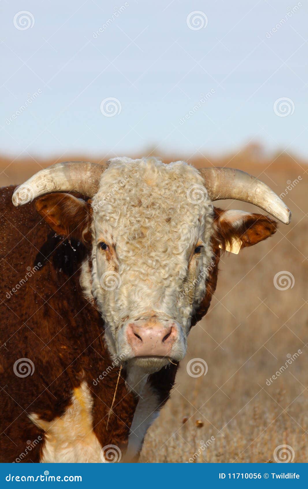 Hereford Bull Portrait. Ein Abschluss herauf Portrait eines hereford Stiers