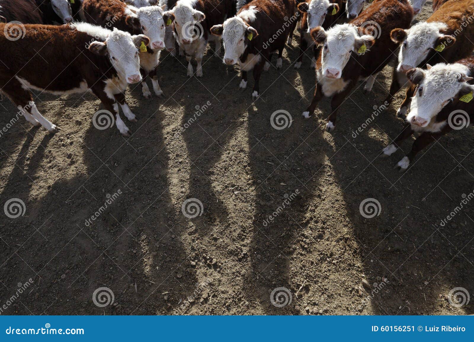 Hereford cattle stock image. Image of herd, grass, farmland 60156251