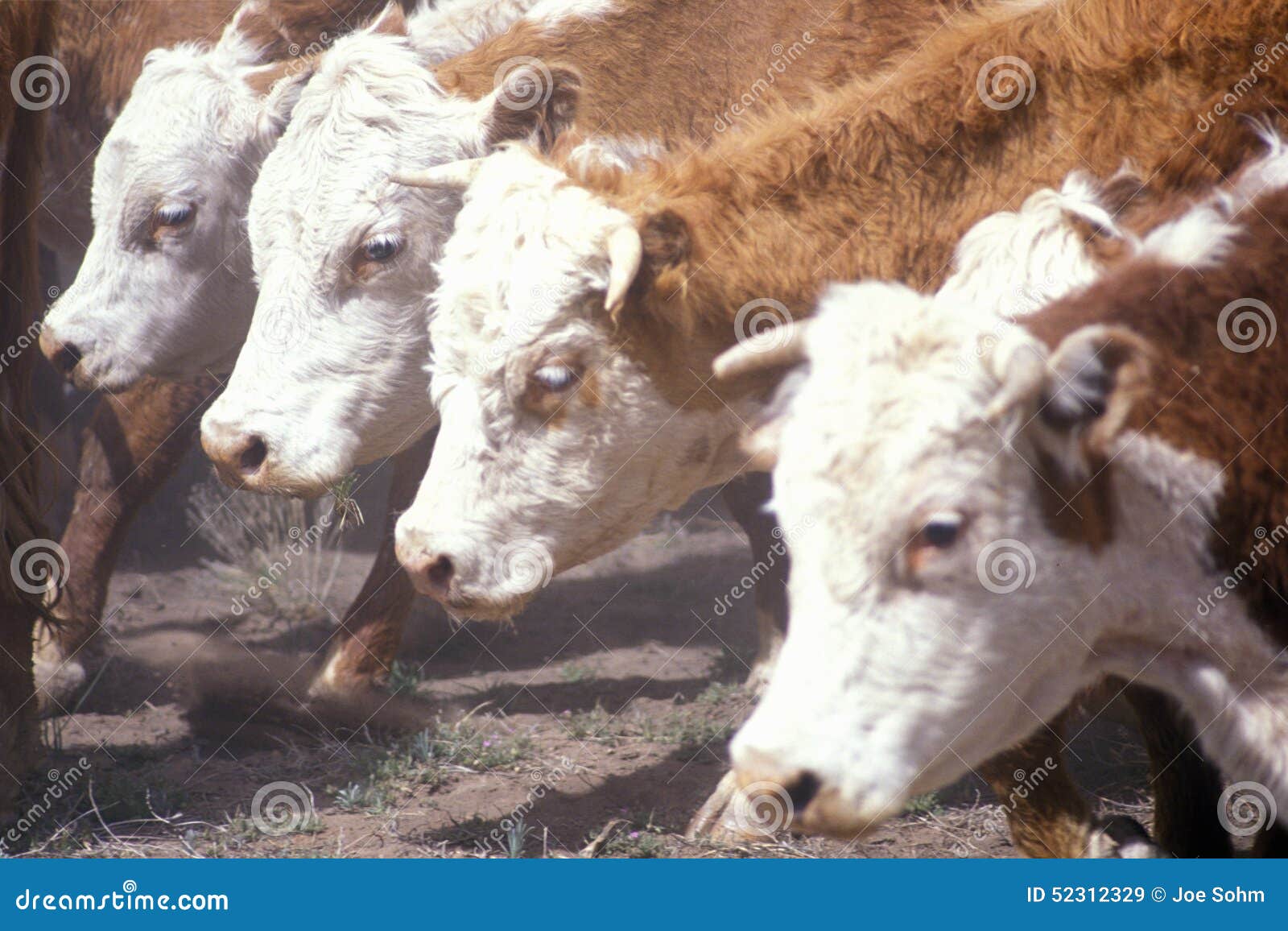 Hereford Cattle Feeding, MO Stock Image Image of bovine, food 52312329