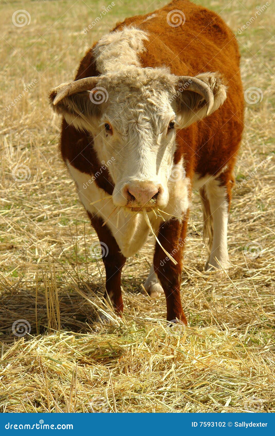 Hereford cow in field stock photo. Image of australian 7593102