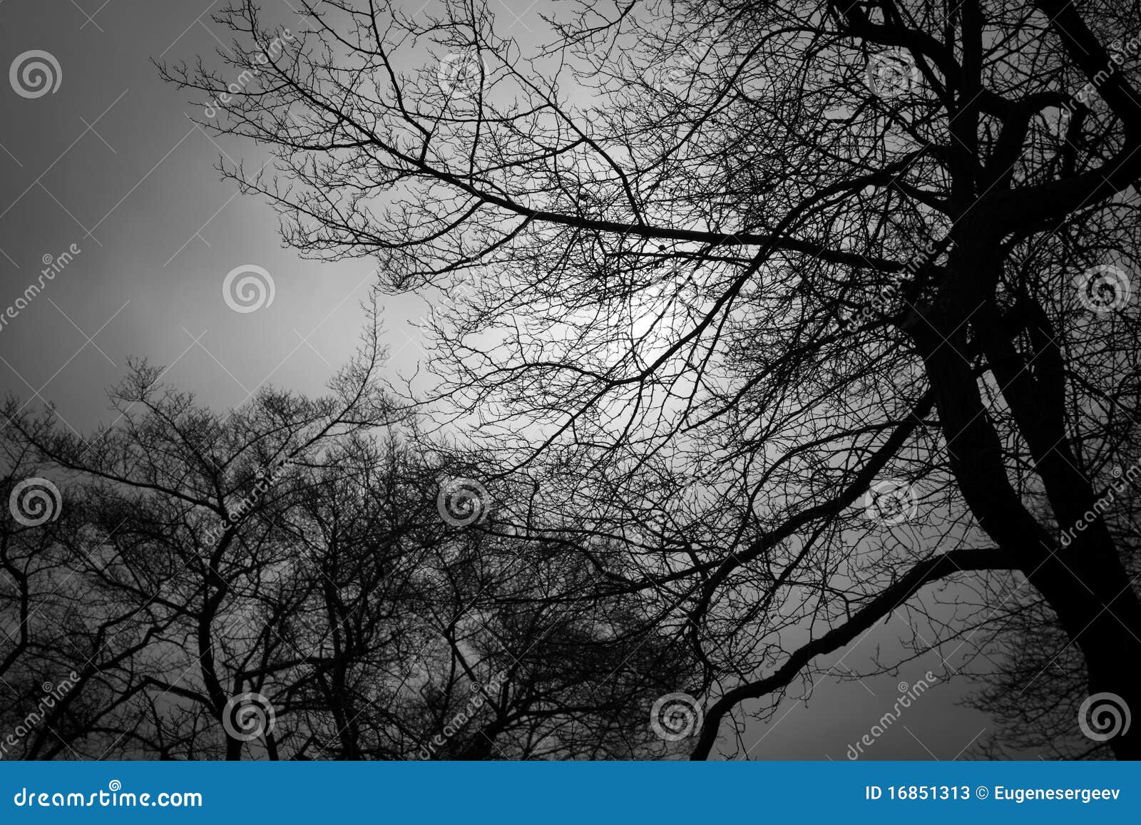 Herfst Bomen Zwart-wit Achtergrond Stock Afbeelding of bomen: